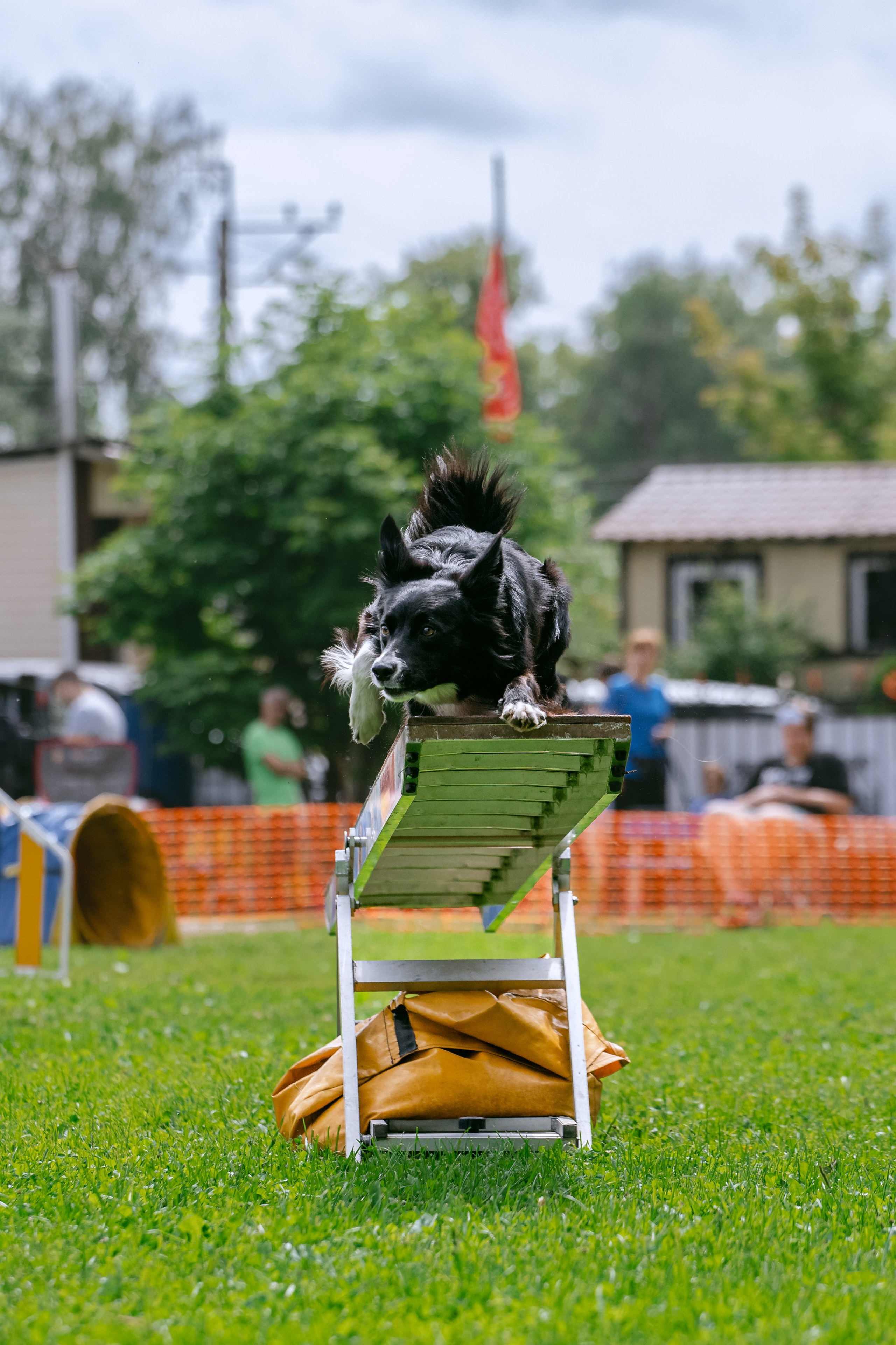 Соревнования по аджилити Долгопрудный 30.06.2025. Фотограф-анималист Татьяна Степанова