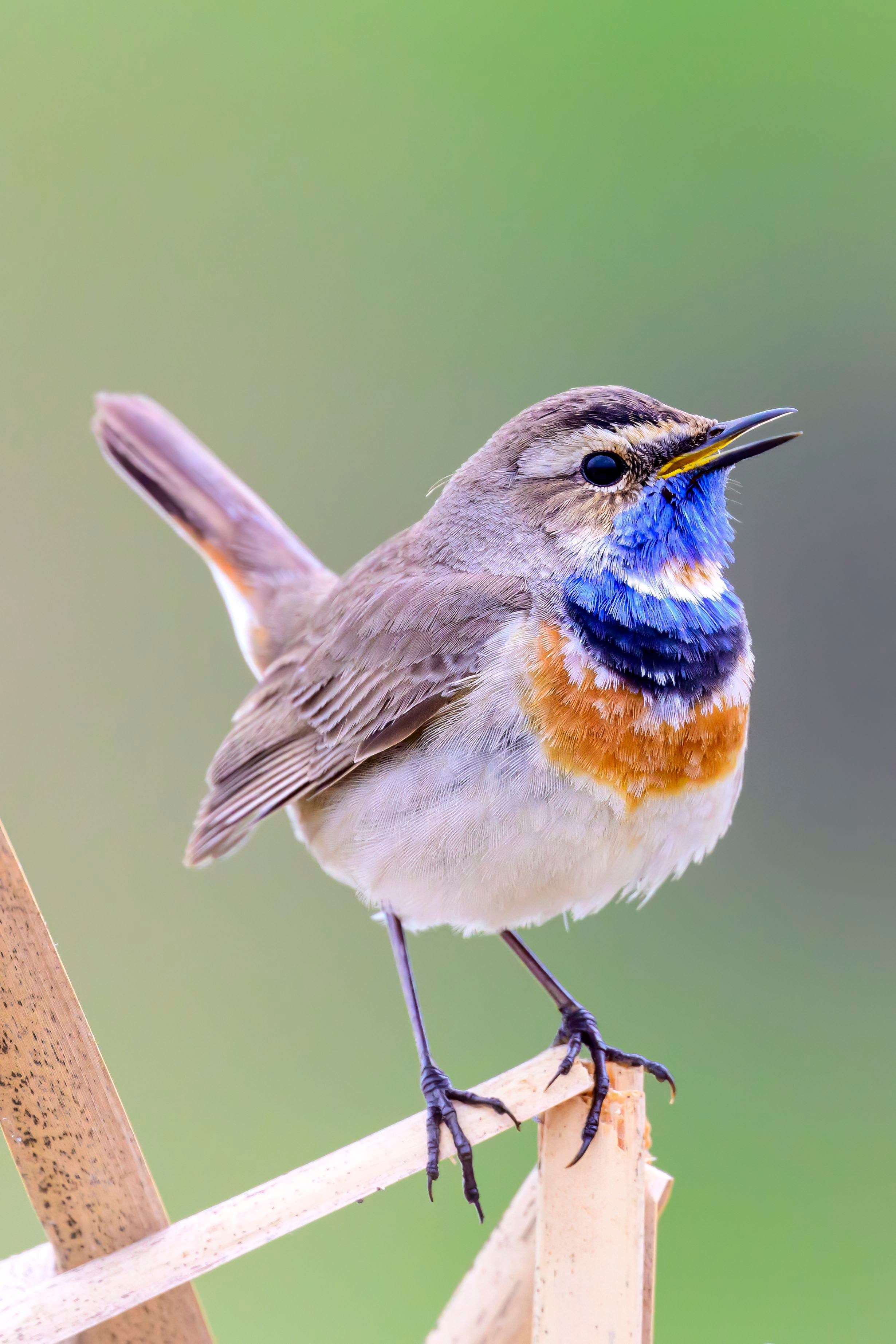 Варакушка. Фотограф Сергей Пупонин
