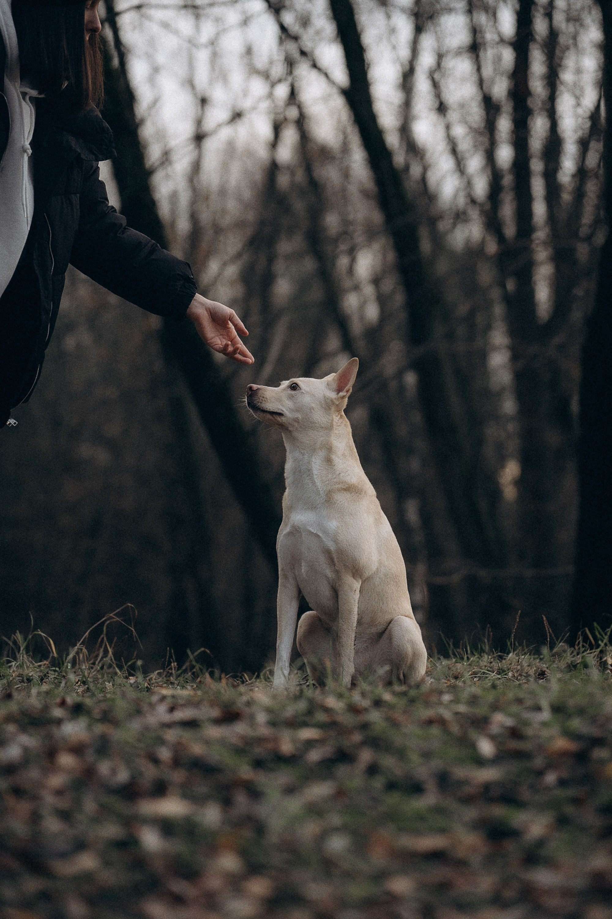 Туся. Фотограф анималист в Москве и Санкт-Петербурге Свиридова Анна