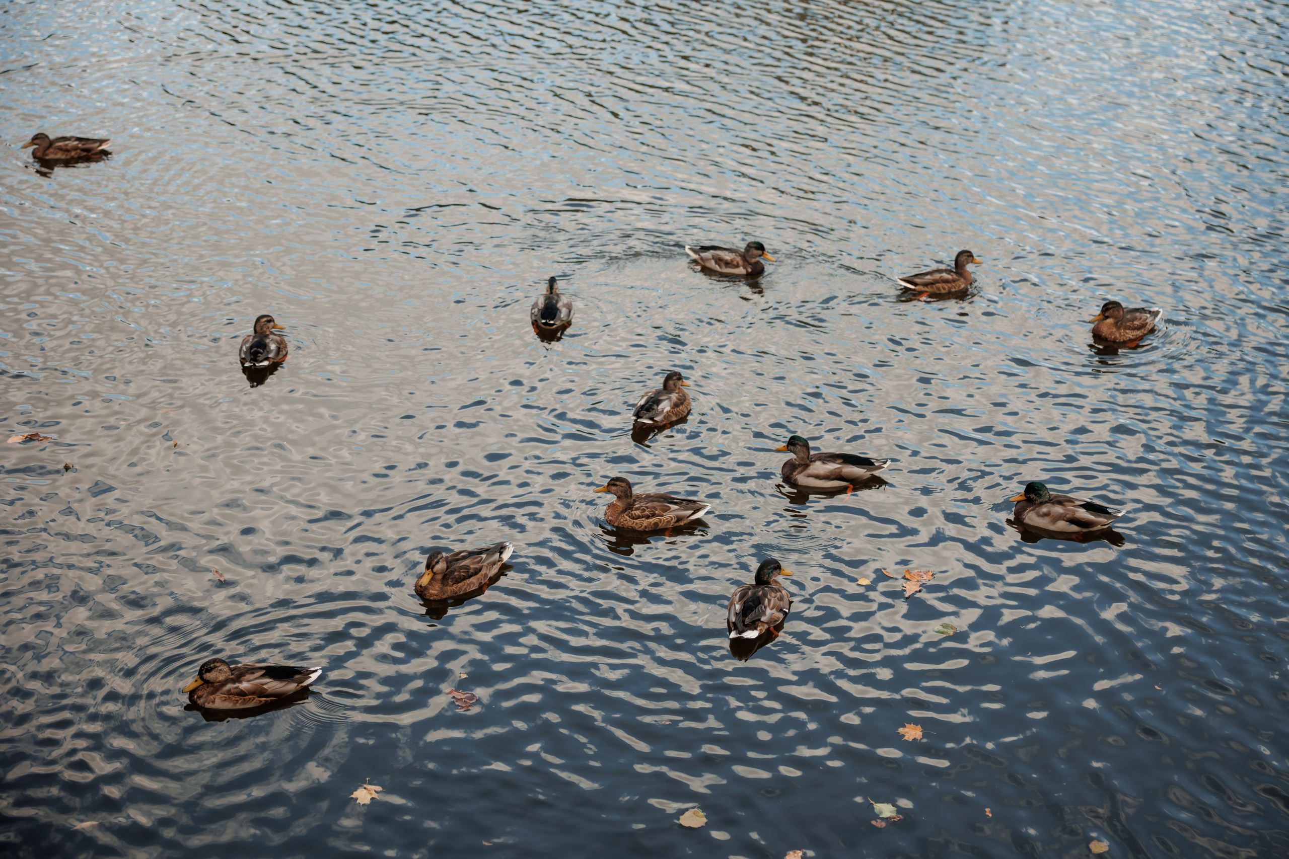 Регистрация и прогулка в Остафьево. Свадебный и репортажный фотограф (Москва, Королев и другие)