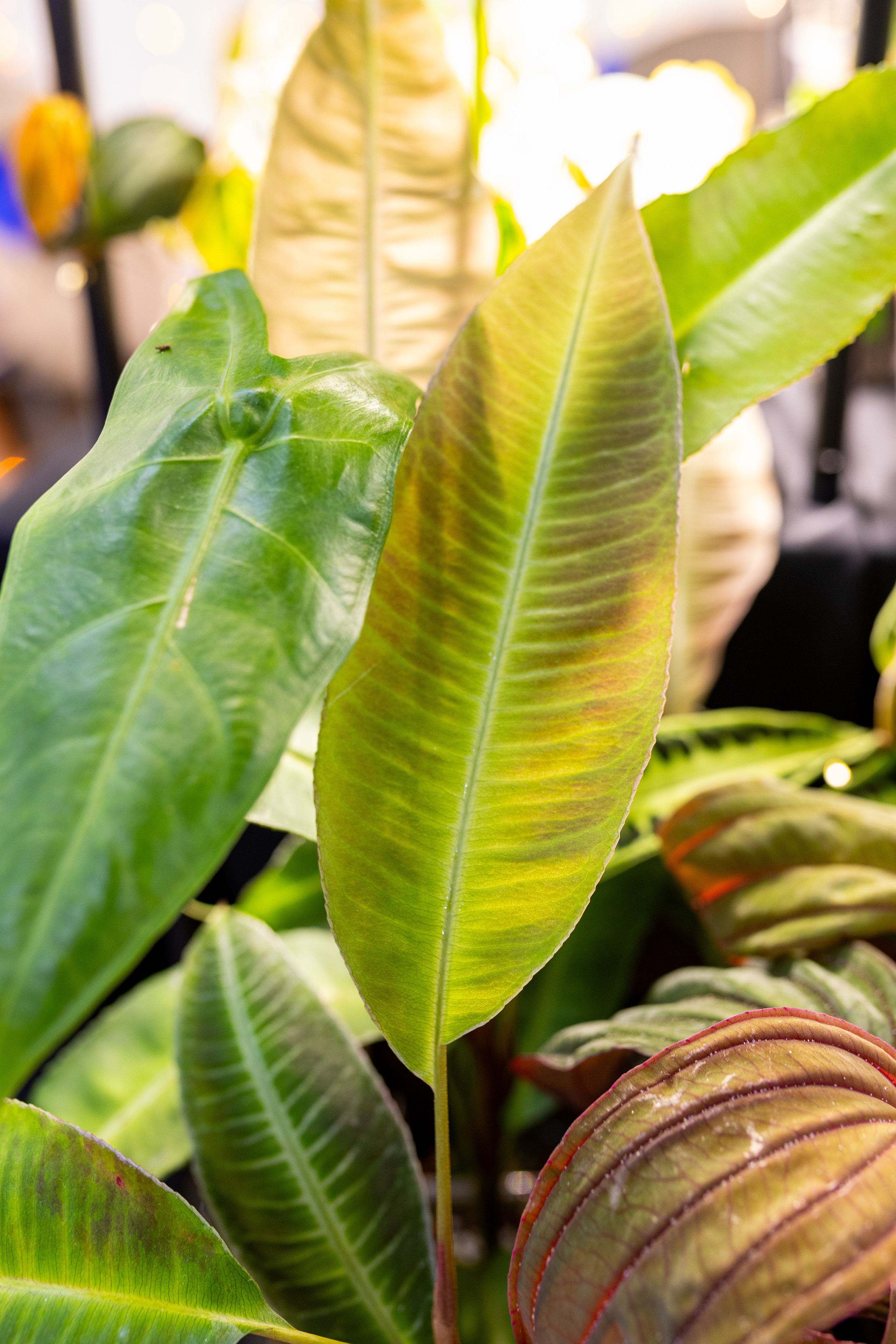 Орхидиум 12.2025. Александра Куликова фотограф, Москва