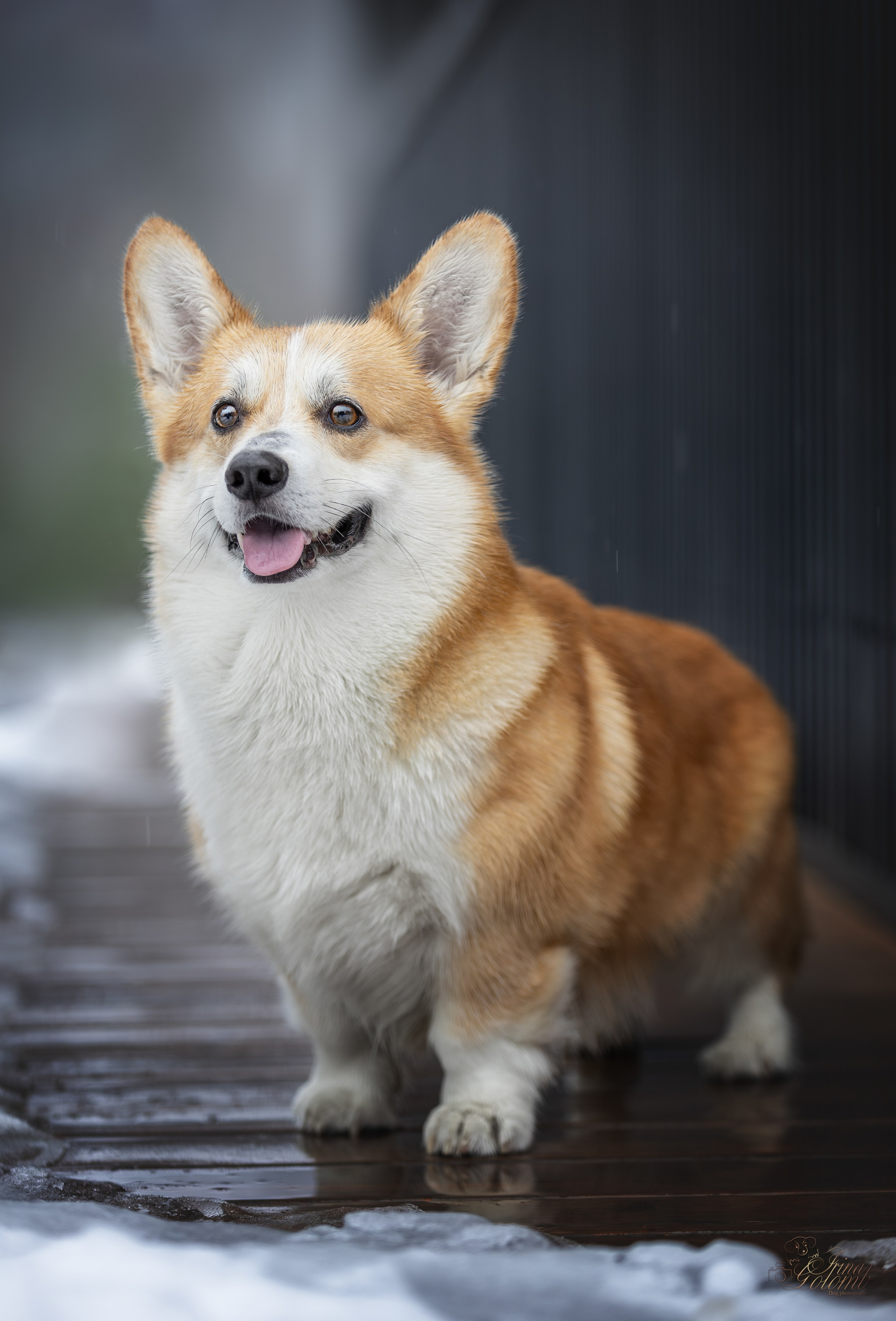 Гай, Корги-Пемброк. Ирина Голомб|Фотограф-анималист в  Сочи и Калининграде