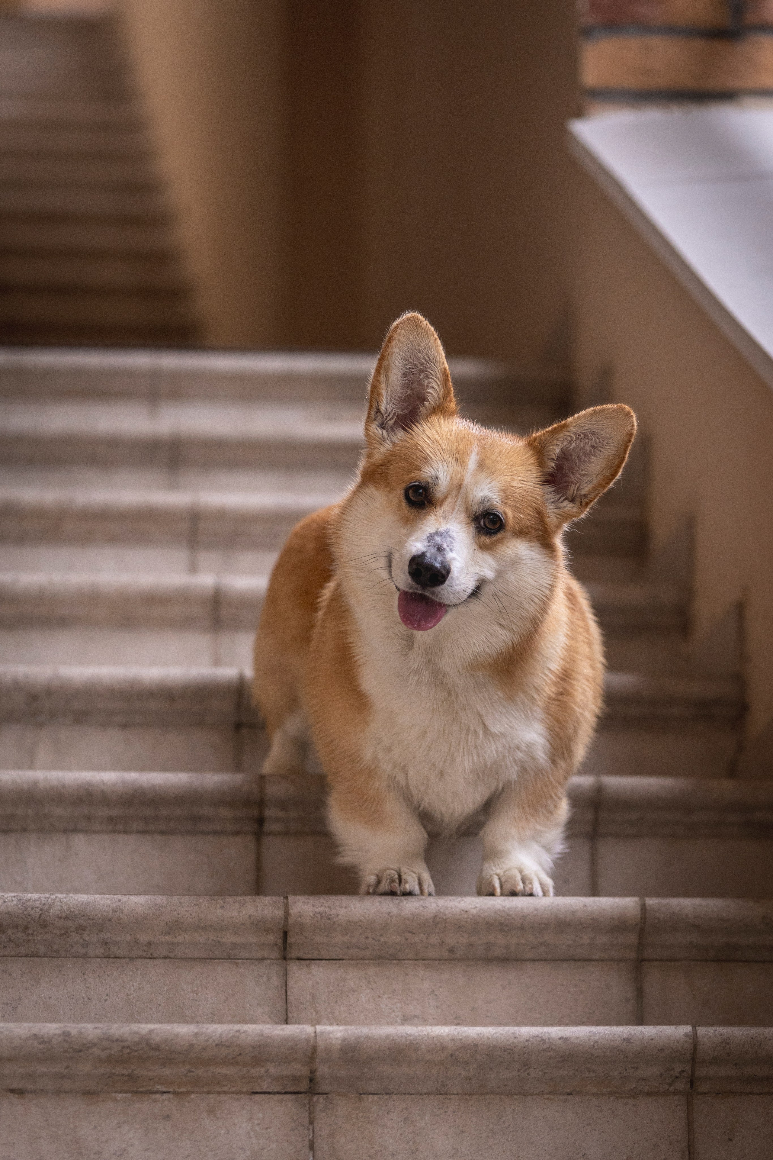 Гай, Корги-Пемброк. Ирина Голомб|Фотограф-анималист в  Сочи и Калининграде