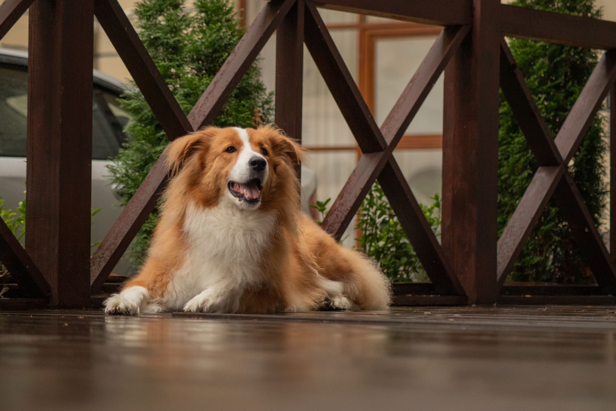 Терри, метис. Ирина Голомб|Фотограф-анималист в  Сочи и Калининграде
