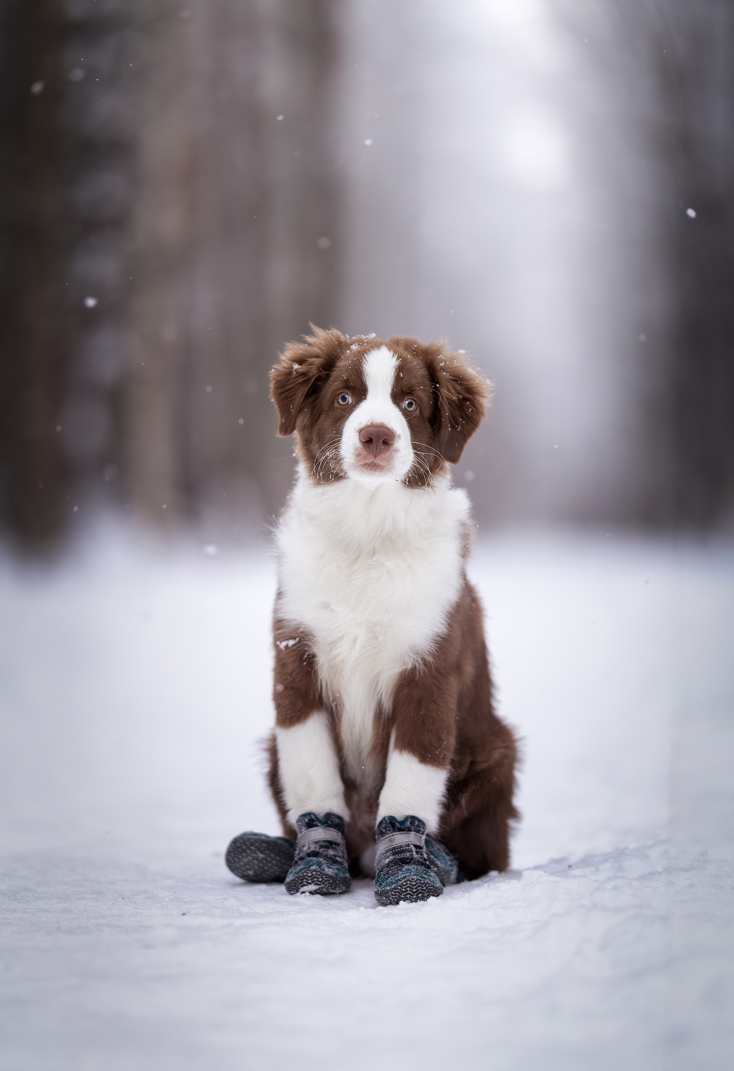 Дин, Австралийская Овчарка. Ирина Голомб|Фотограф-анималист в  Сочи и Калининграде