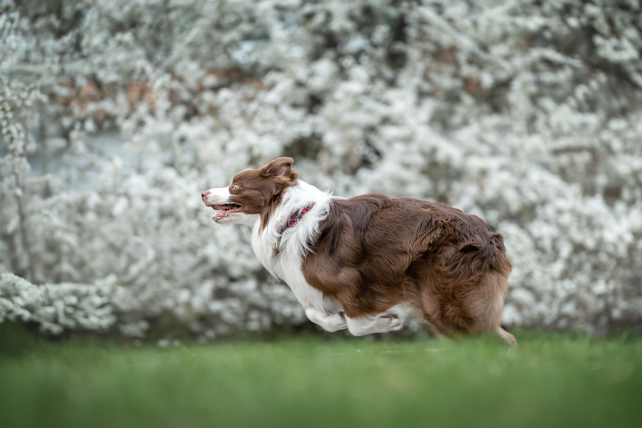 Дин, Австралийская Овчарка. Ирина Голомб|Фотограф-анималист в  Сочи и Калининграде