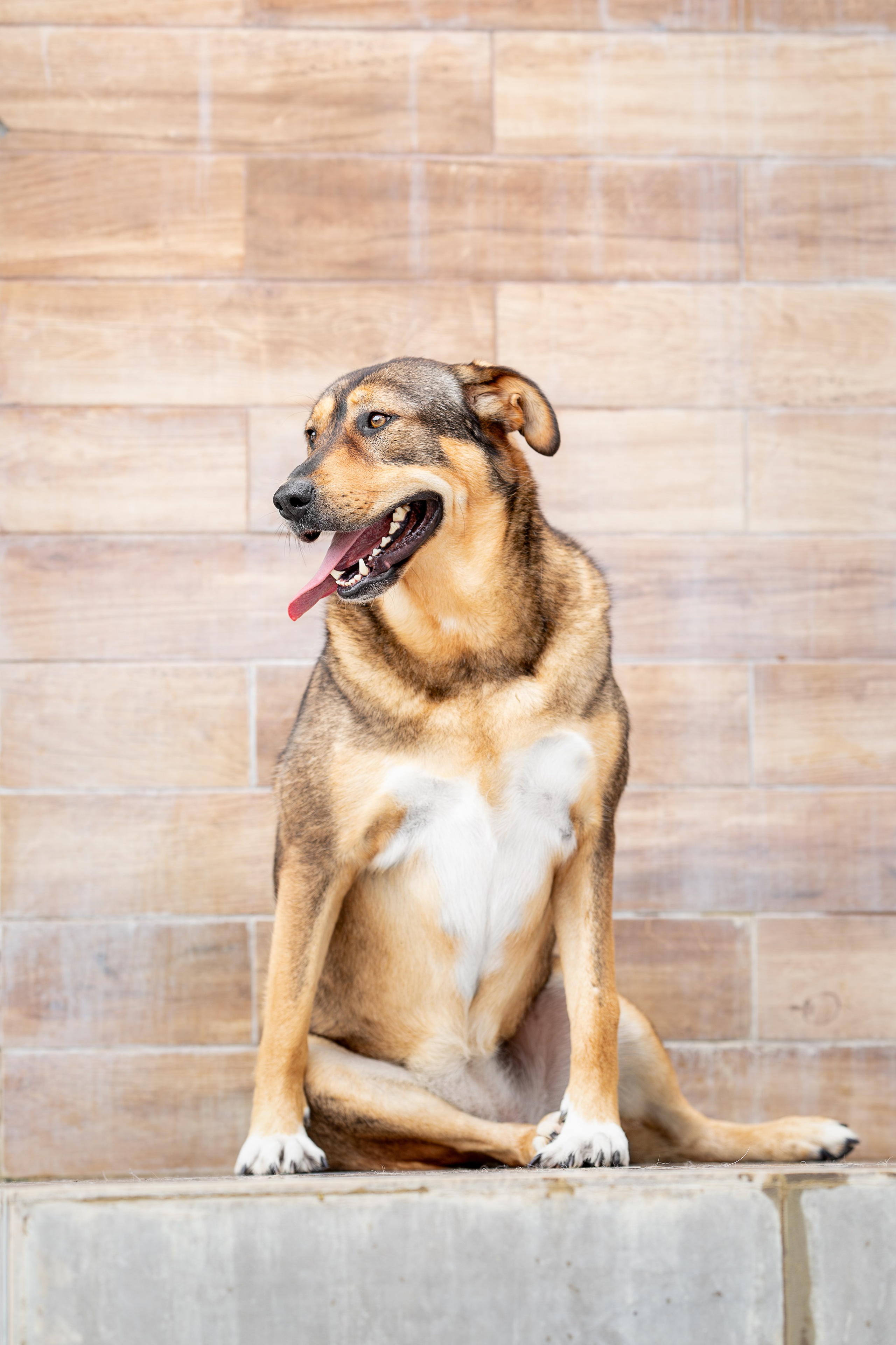 Мини-приют «Возрождение». Ирина Голомб|Фотограф-анималист в  Сочи и Калининграде