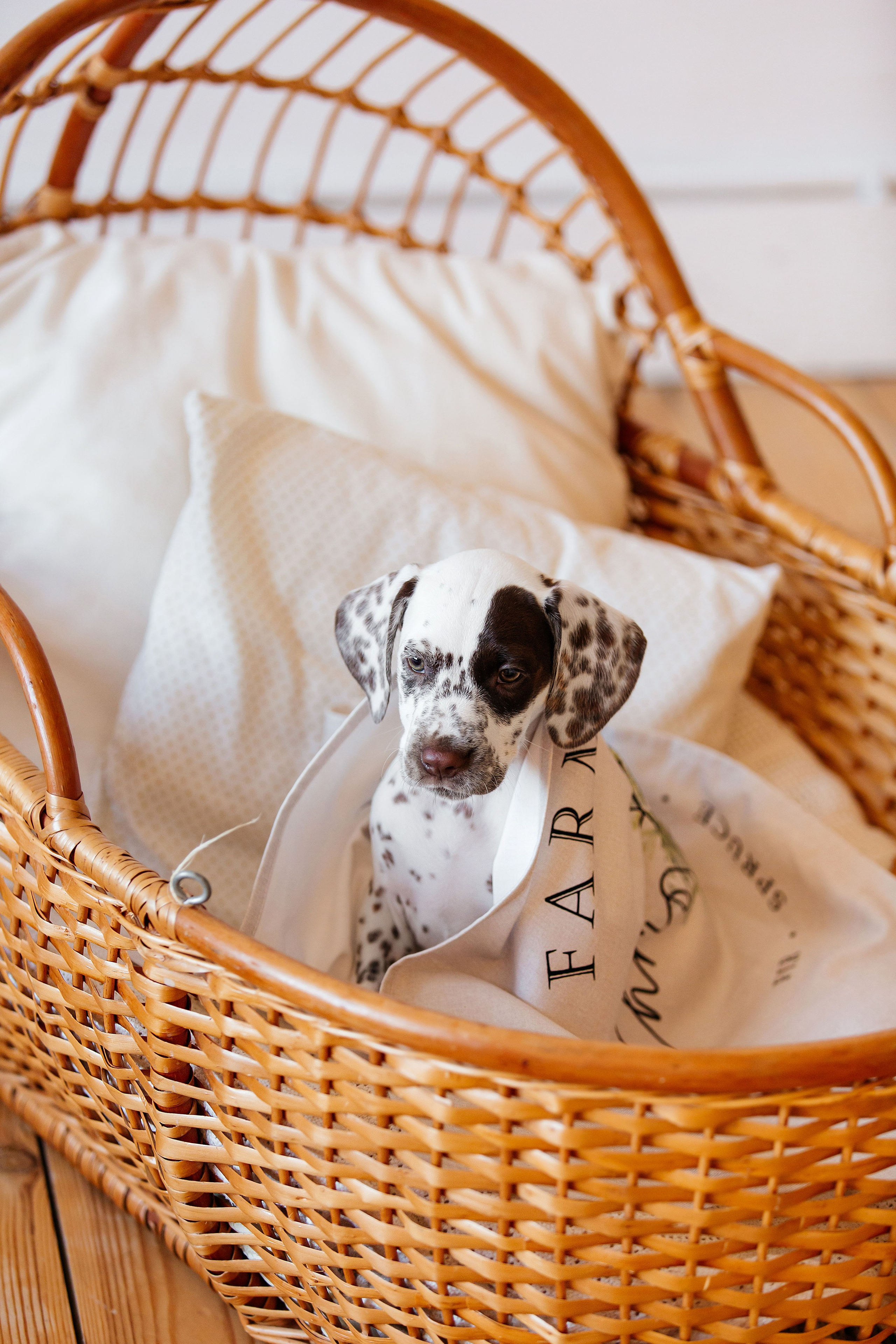Далматины в новогодней фотостудии. Фотограф-анималист в Краснодаре Маша Мельникова