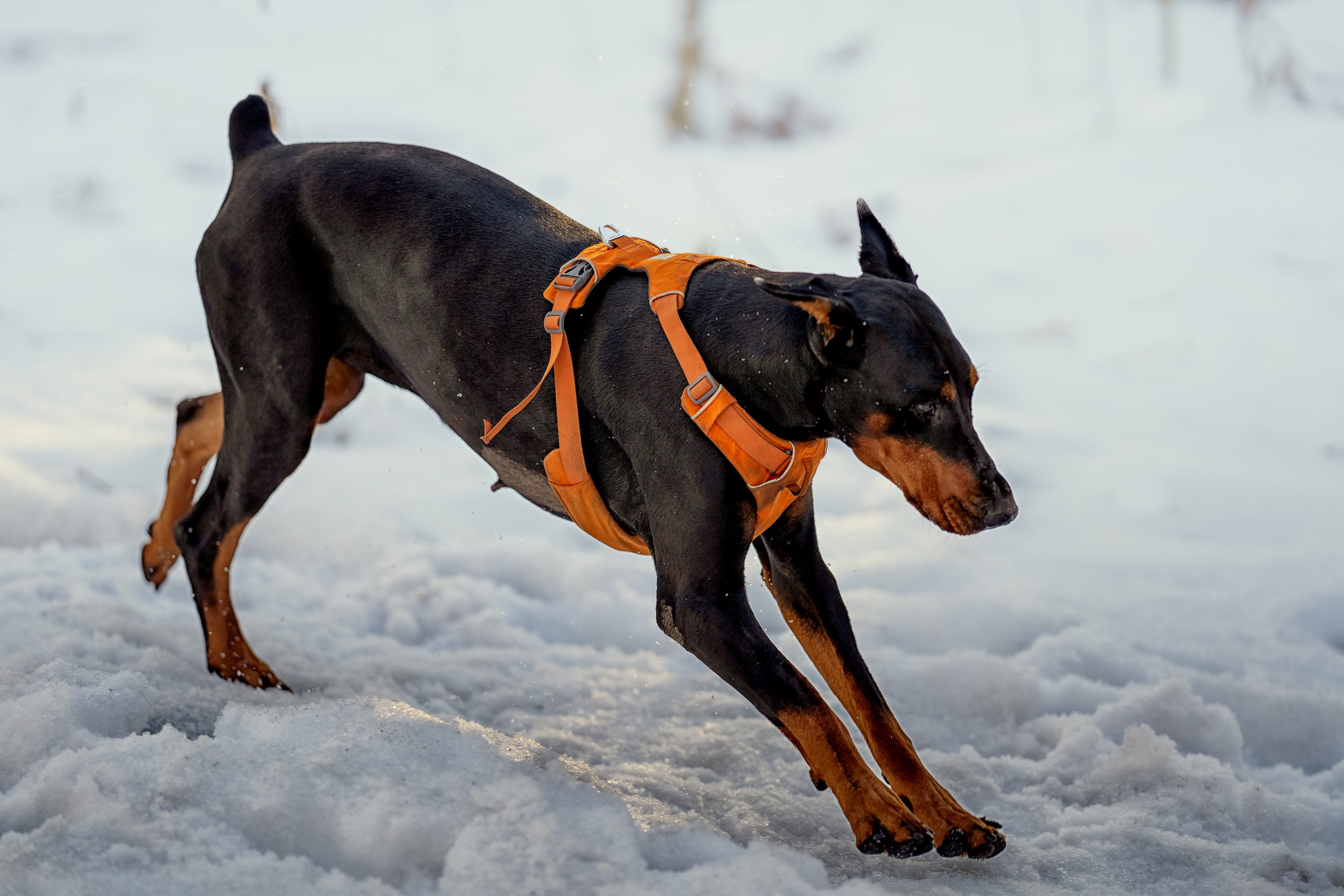 Лена, Миша, Яшма. Портретный и семейный фотограф в Санкт-Петербурге Татьяна Дубова