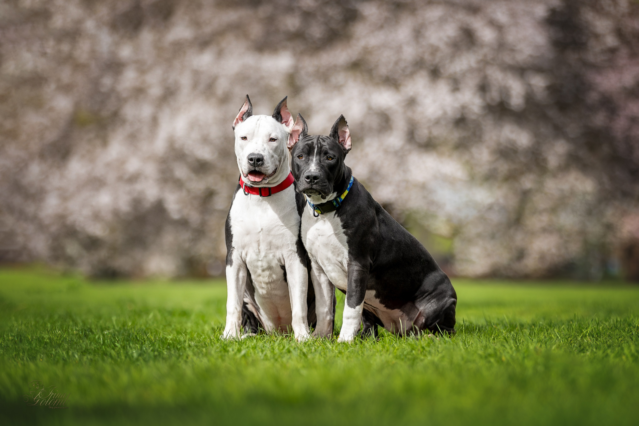 Афина и Мора, Стаффорды. Ирина Голомб|Фотограф-анималист в  Сочи и Калининграде
