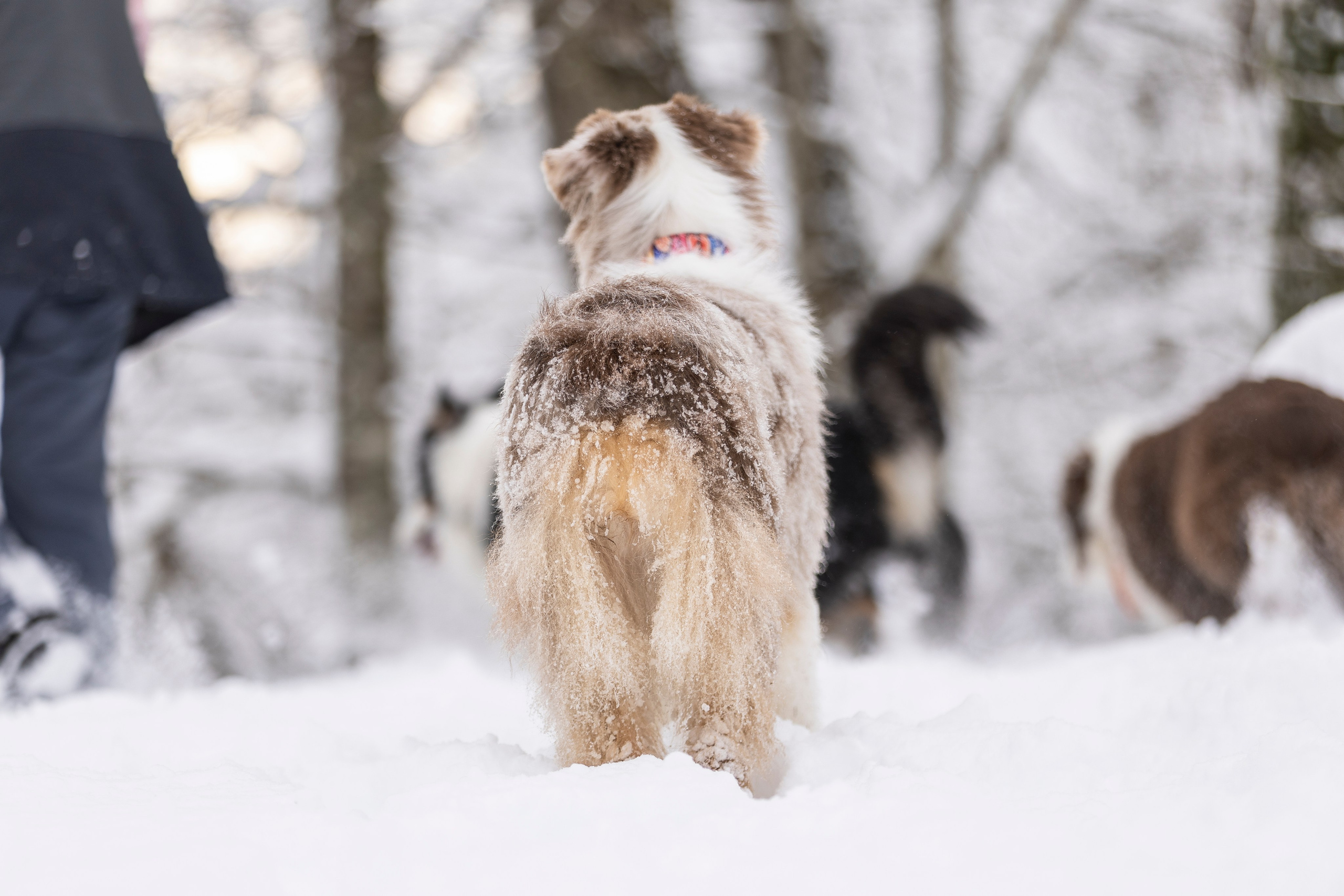 Догтуса Тропа Ефремова. Ирина Голомб|Фотограф-анималист в  Сочи и Калининграде