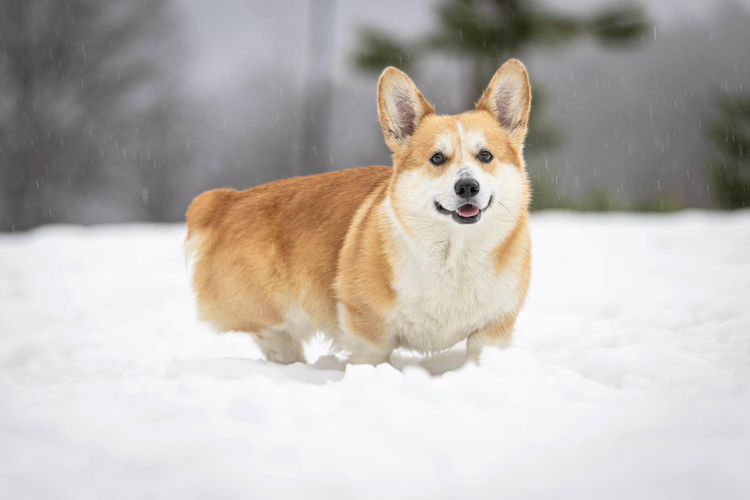 Гай, Корги-Пемброк. Ирина Голомб|Фотограф-анималист в  Сочи и Калининграде