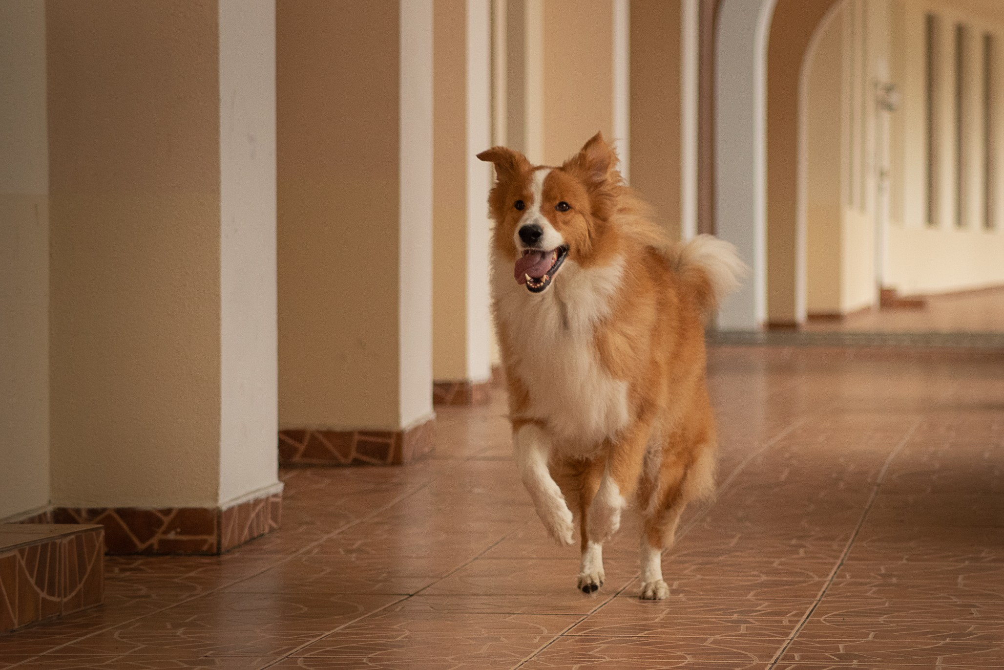 Терри, метис. Ирина Голомб|Фотограф-анималист в  Сочи и Калининграде