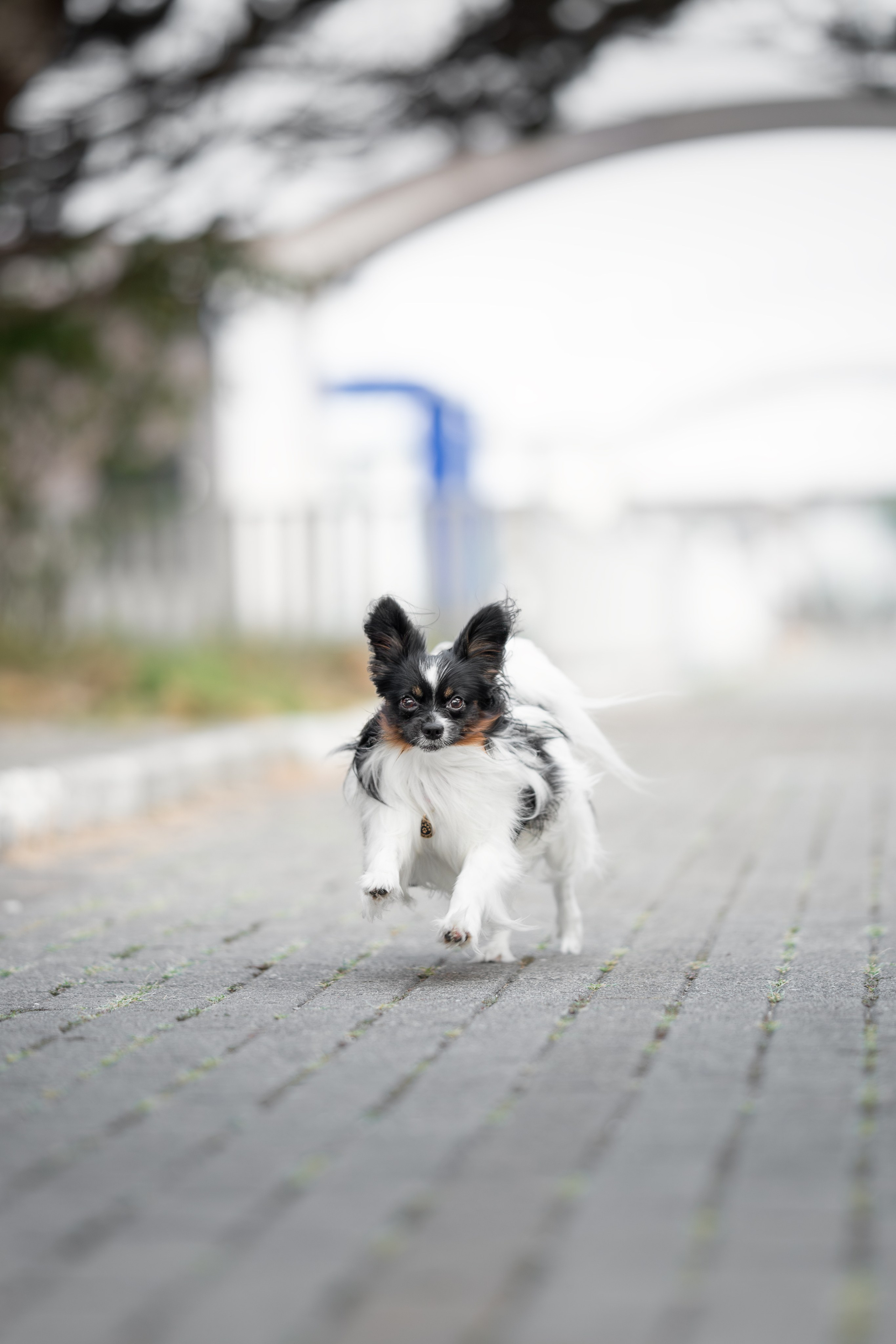 Бэйли, Папийон. Ирина Голомб|Фотограф-анималист в  Сочи и Калининграде