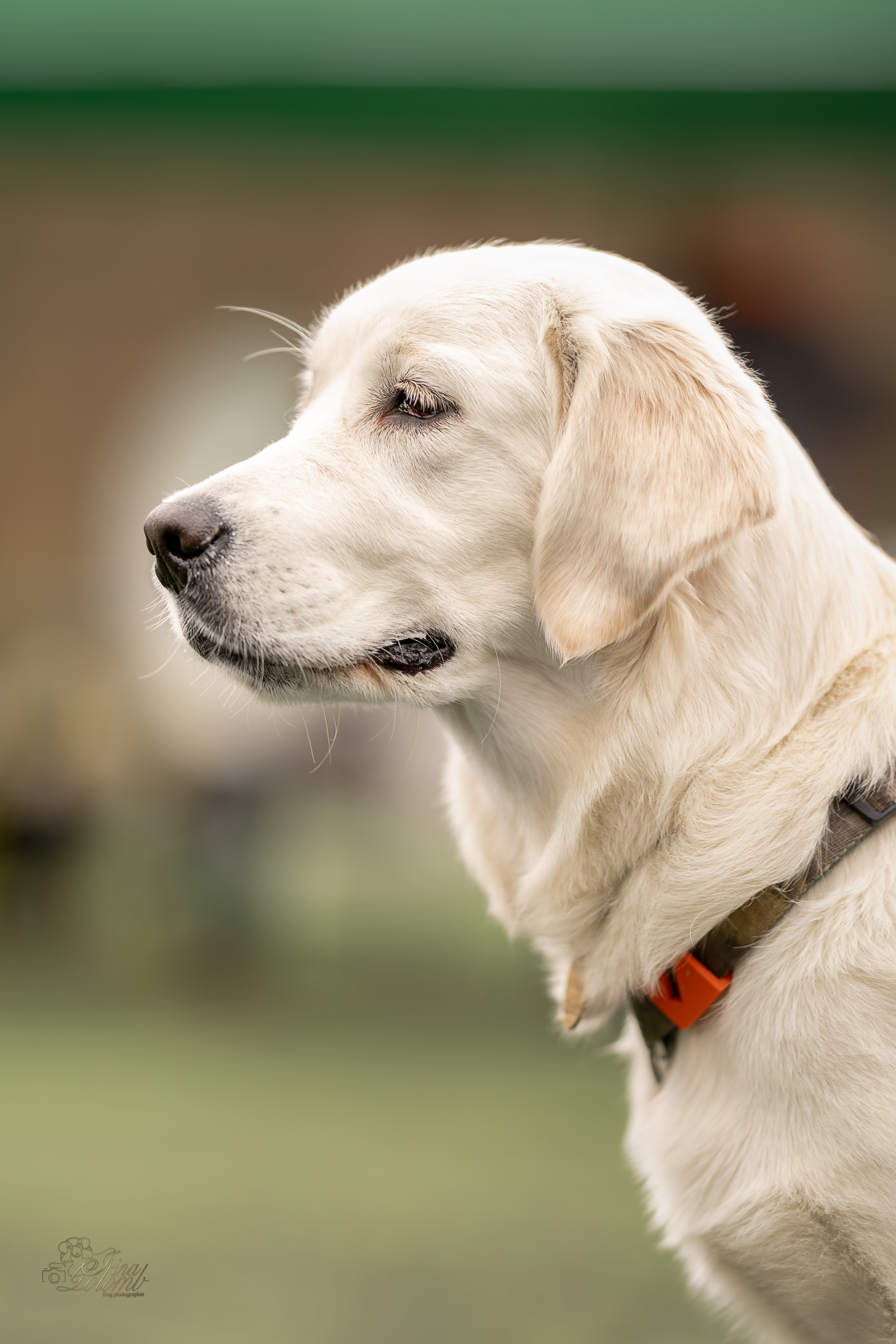 Выставка 17.12.23. Ирина Голомб|Фотограф-анималист в  Сочи и Калининграде