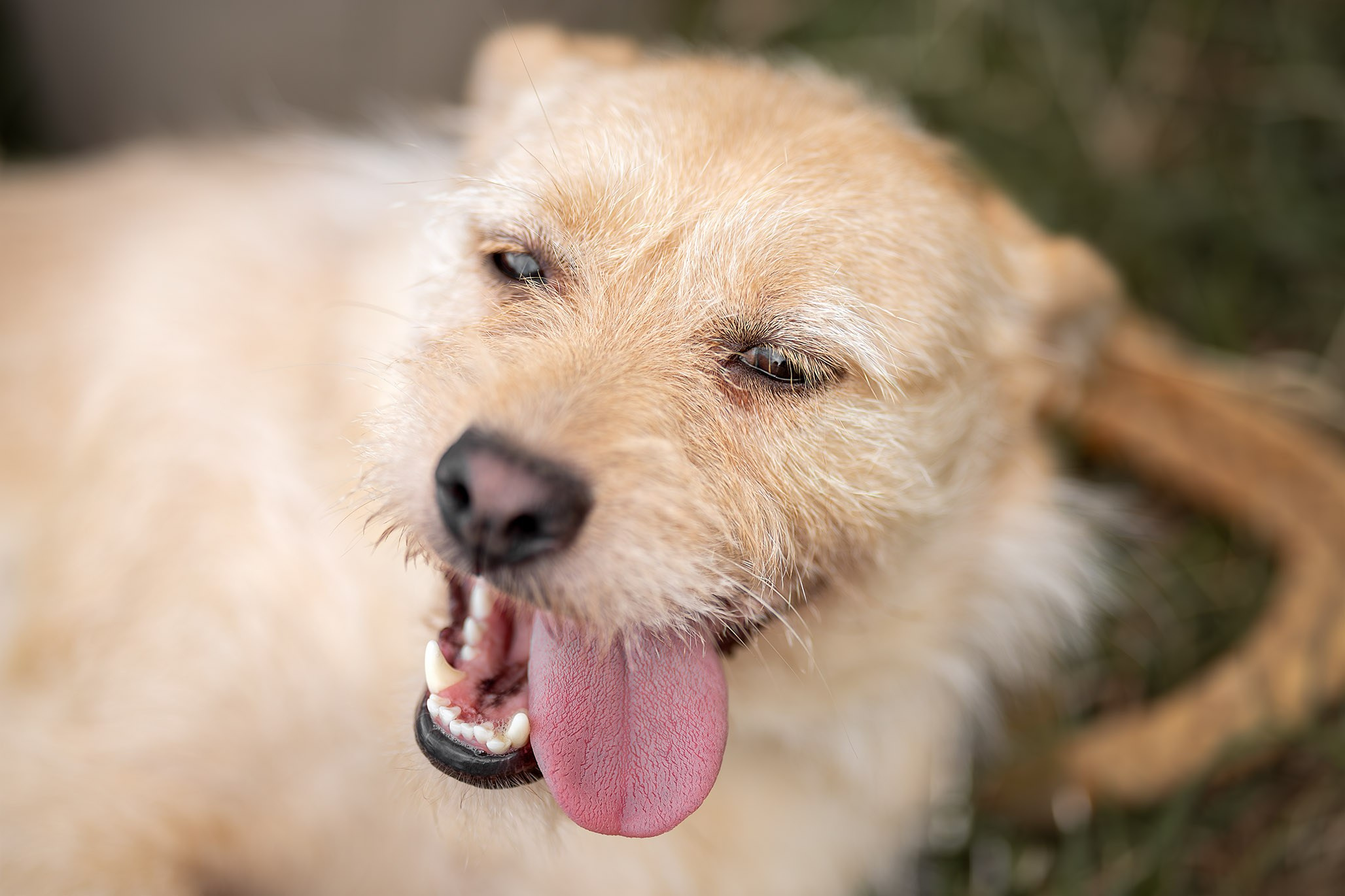 Приют Бим. Ирина Голомб|Фотограф-анималист в  Сочи и Калининграде
