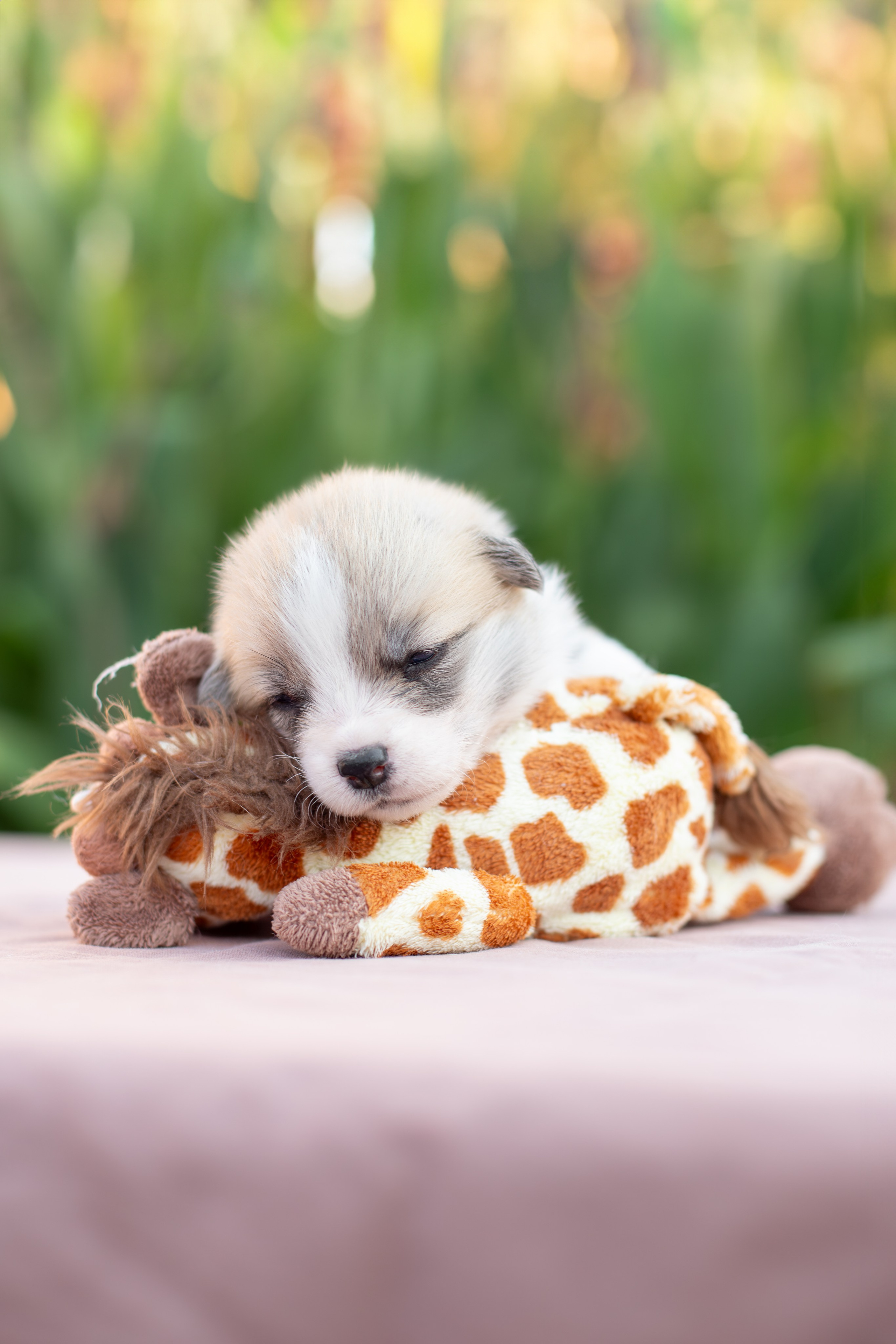 Малыши коржики. Ирина Голомб|Фотограф-анималист в  Сочи и Калининграде