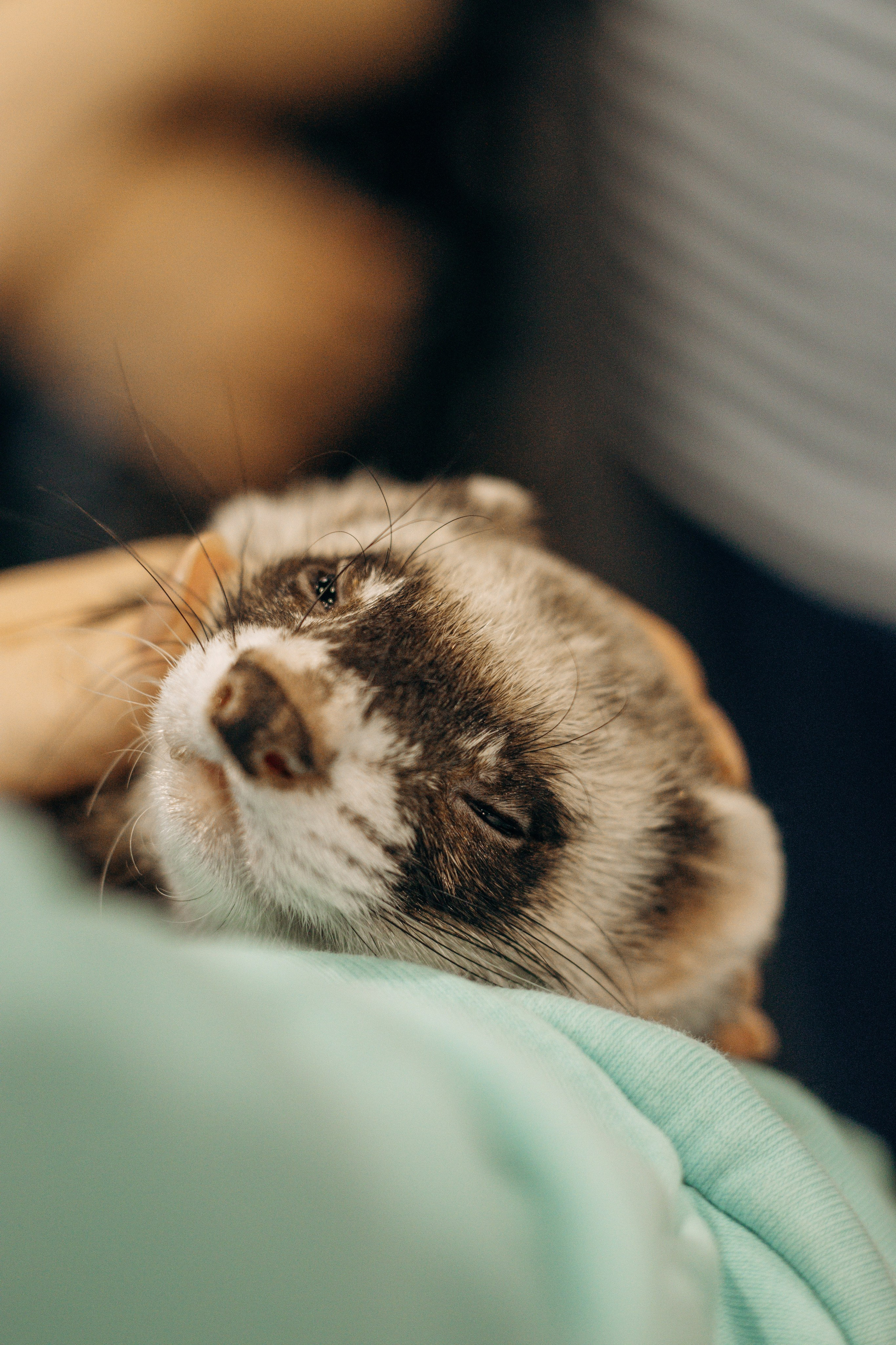 Репортаж. Фотограф в Москве (анималистика, коммерция, репортаж, спорт)