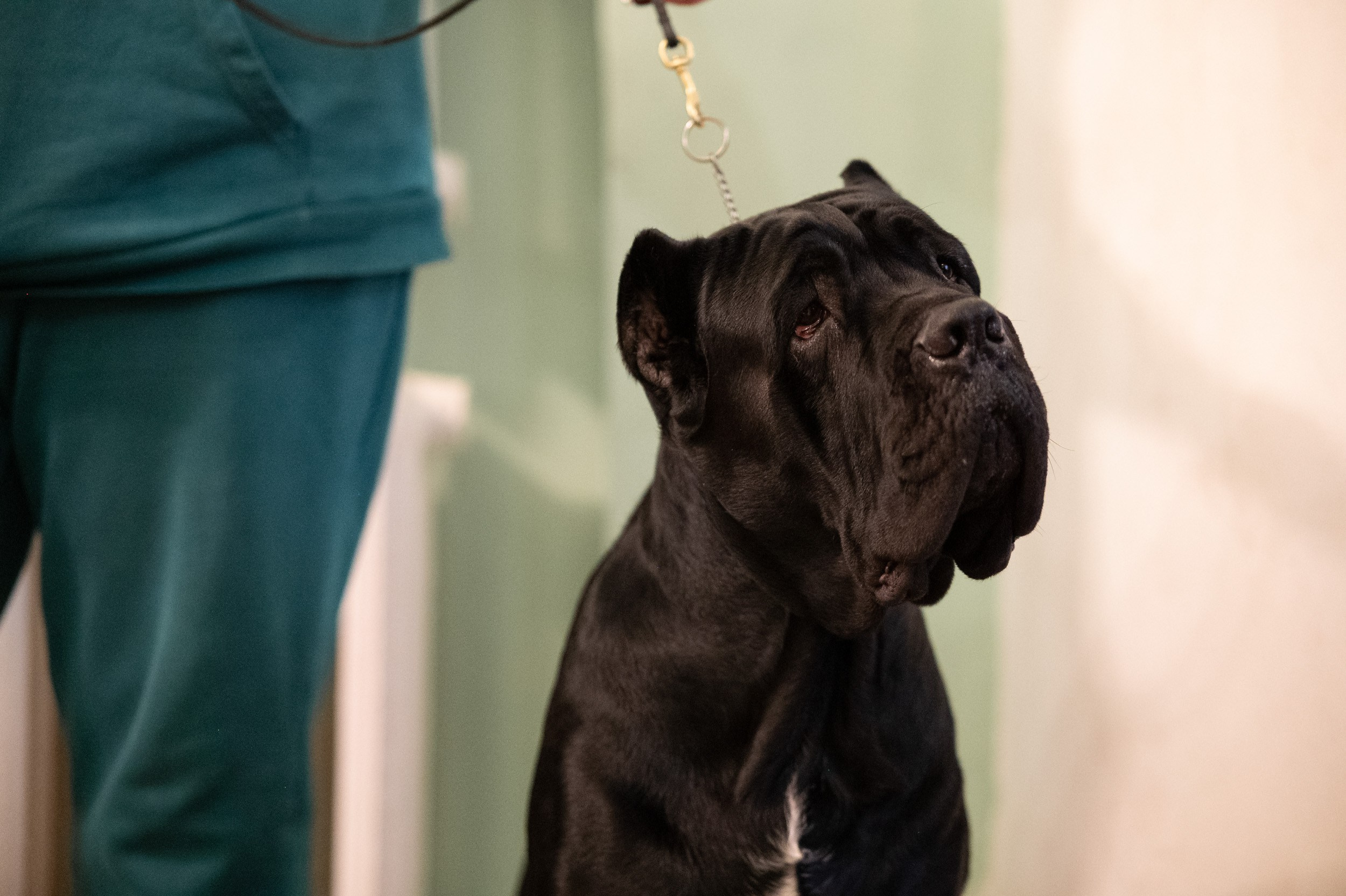 Выставка собак. Фотограф и видеооператор в Туле | Даниил Рыбак