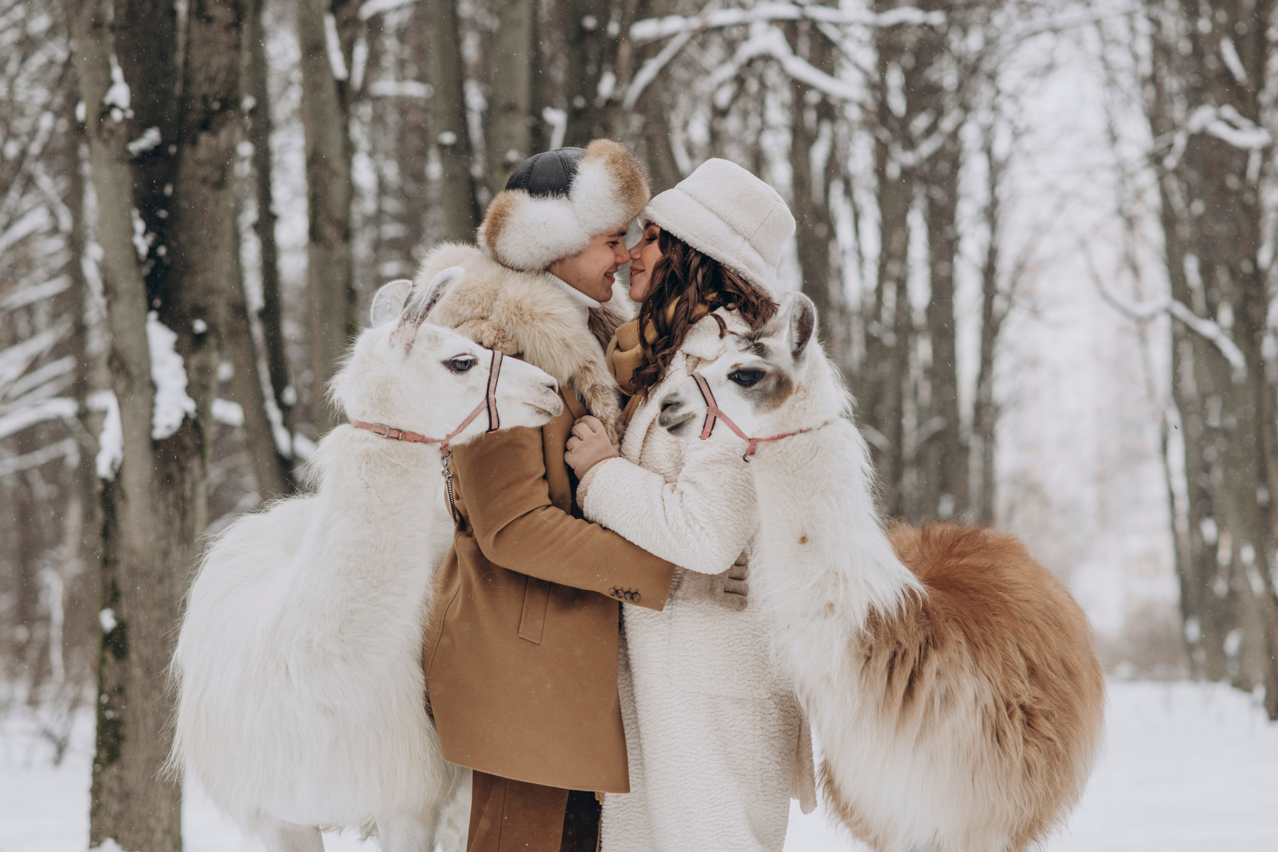 Семейная фотосессия зимой, пара целуется рядом с альпаками