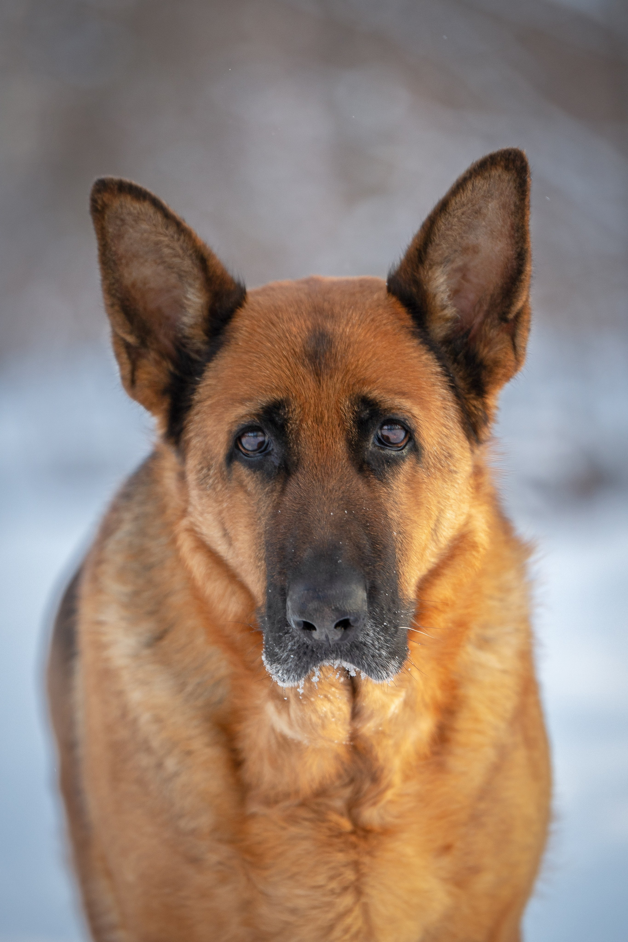 Барса. Юлия Микульская. Рыбинск