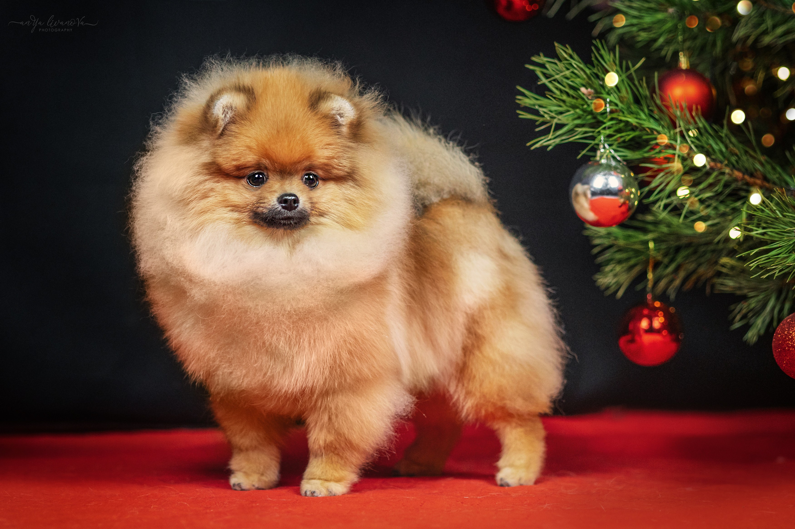 Новогодняя атмосфера в «Simply the Best». Фотограф анималист Аня Ливанова | Рыбинск