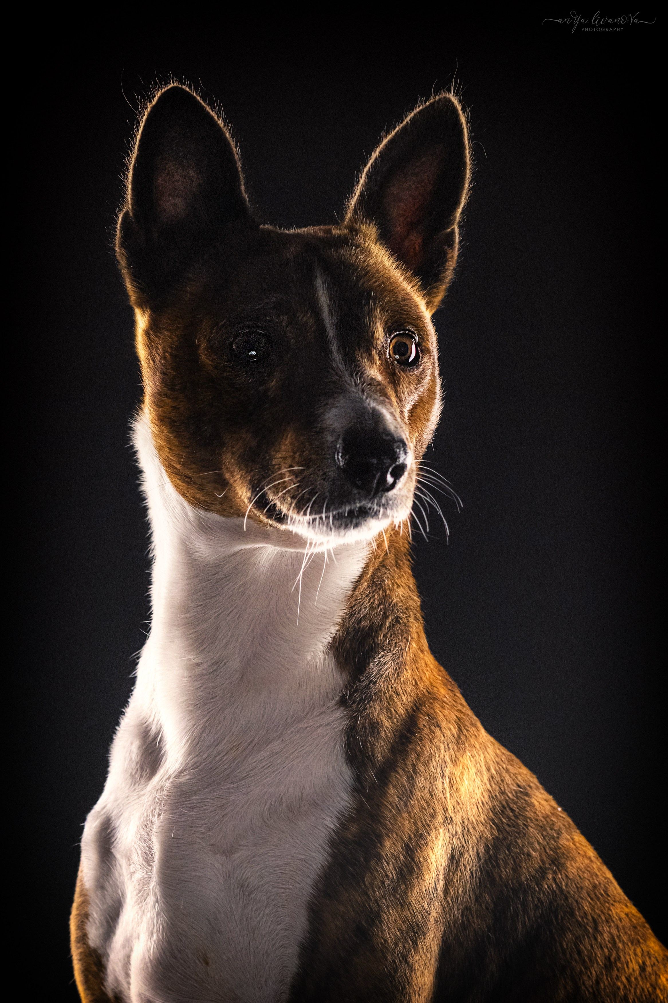 Стёпан. Фотограф анималист Аня Ливанова | Рыбинск