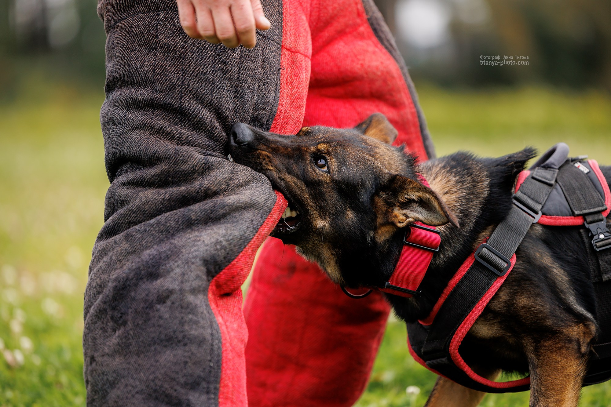 Фото немецких овчарок. Фотограф собак, фотограф-анималист Аня Титова (Titanya). Москва