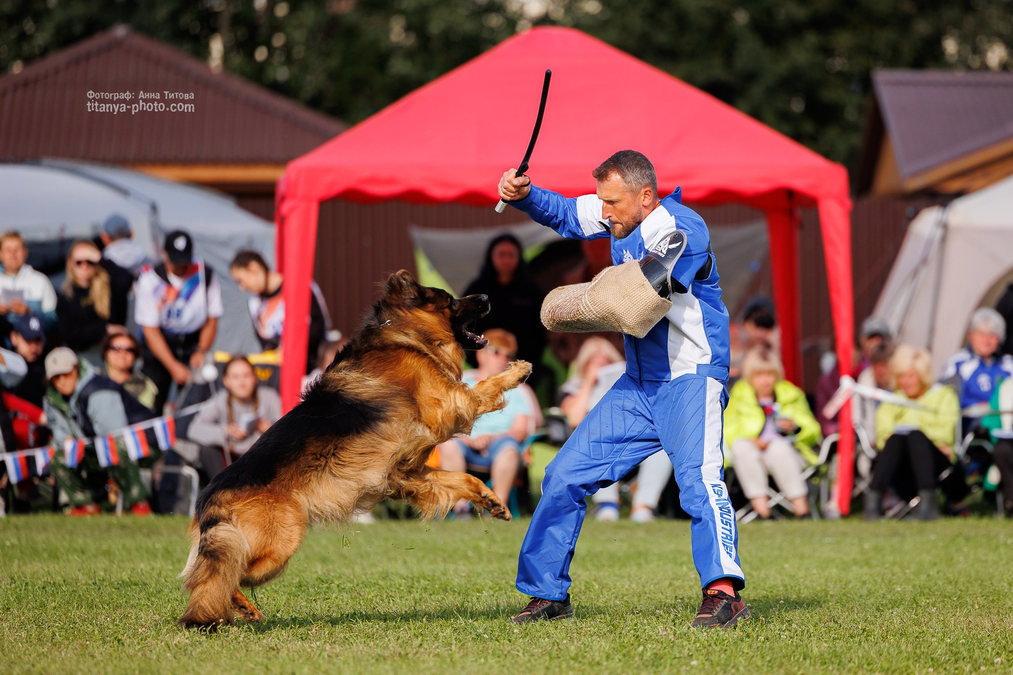 Немецкие овчарки: фото из рингов и вне ринга, мутпроба (фотографии с выставок). Фотограф собак, фотограф-анималист Аня Титова (Titanya). Москва