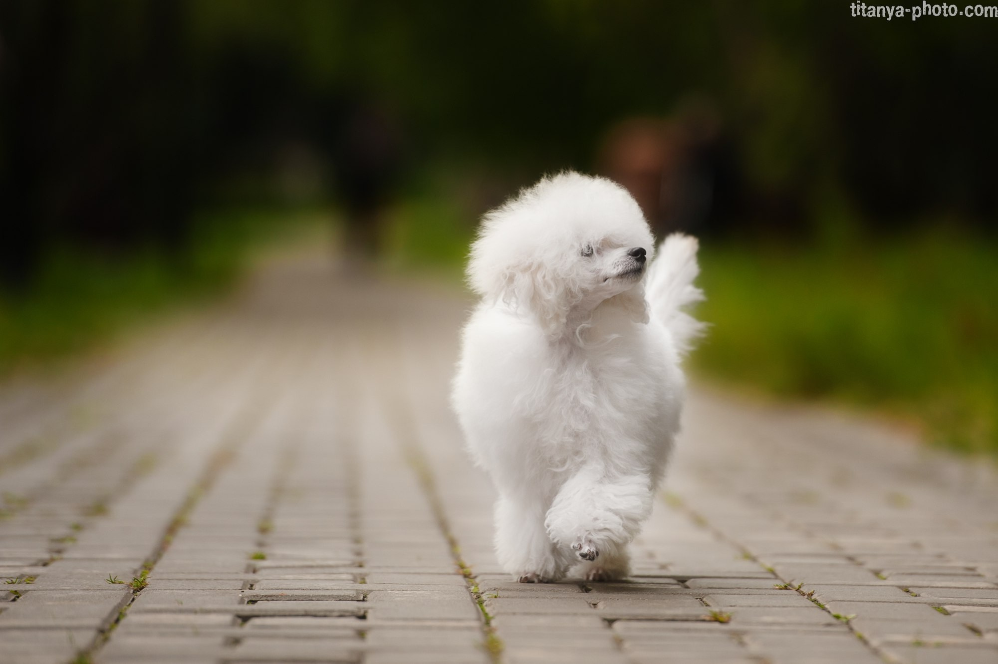 Фотография собак, фотограф-анималист Москва. Фотограф собак, фотограф-анималист Аня Титова (Titanya). Москва
