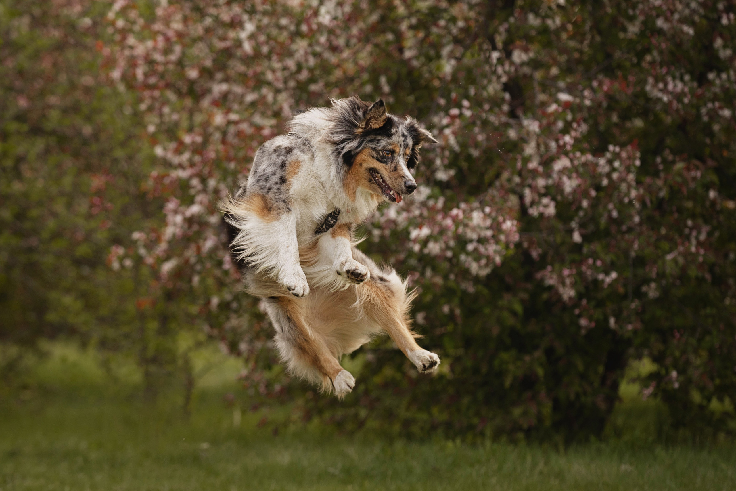 Николай и его девчонки. Kameramotor74