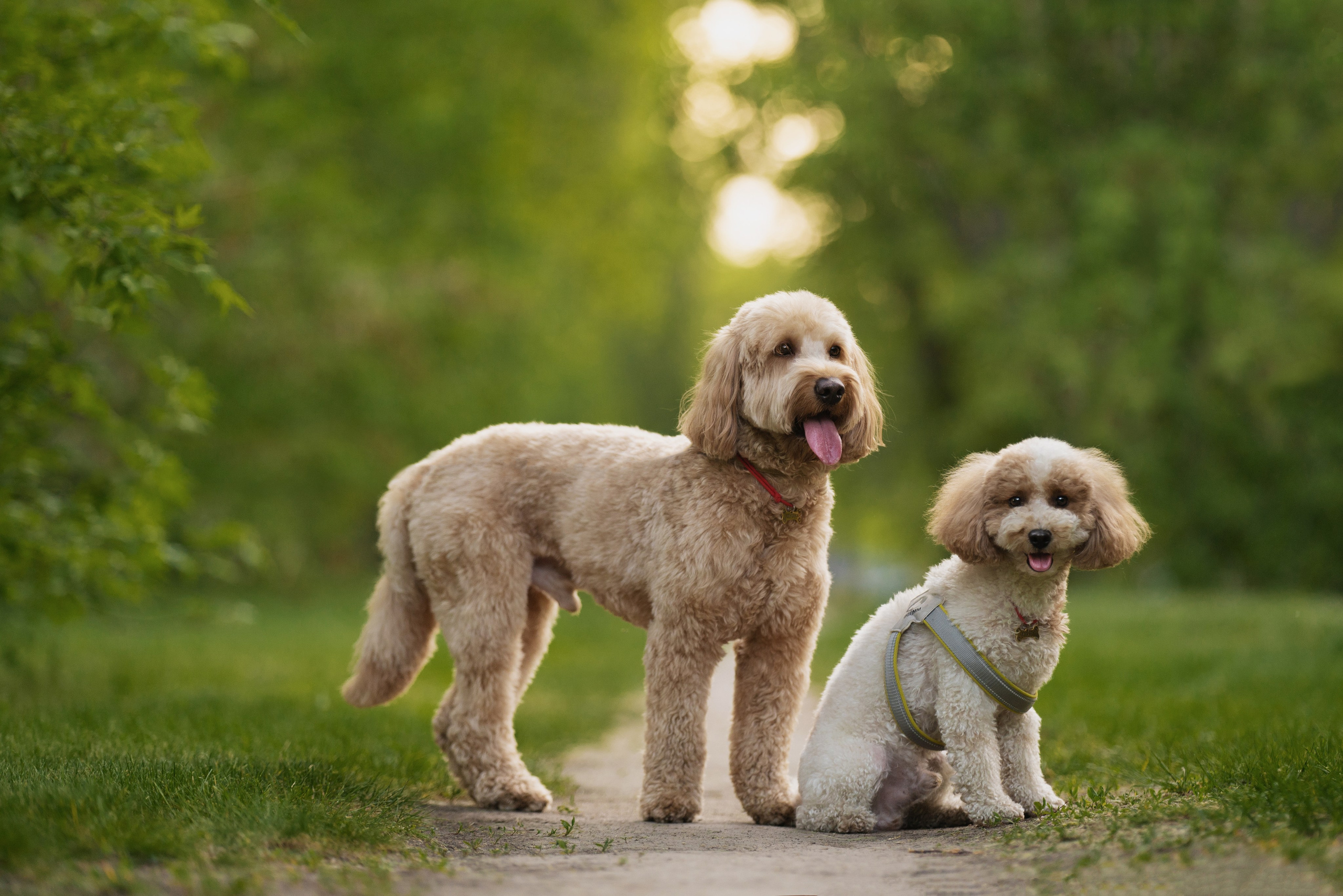 Алла и ее мальчики. Kameramotor74