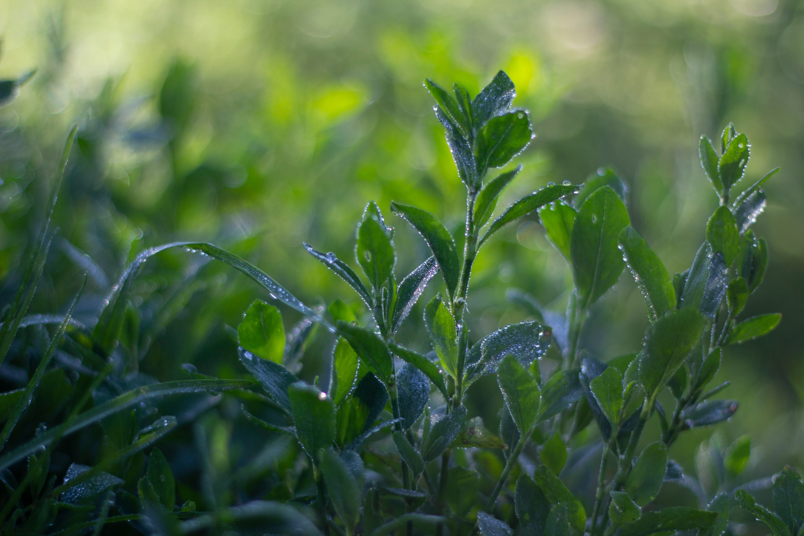 Лето. Ваш фотограф Северск | Томск