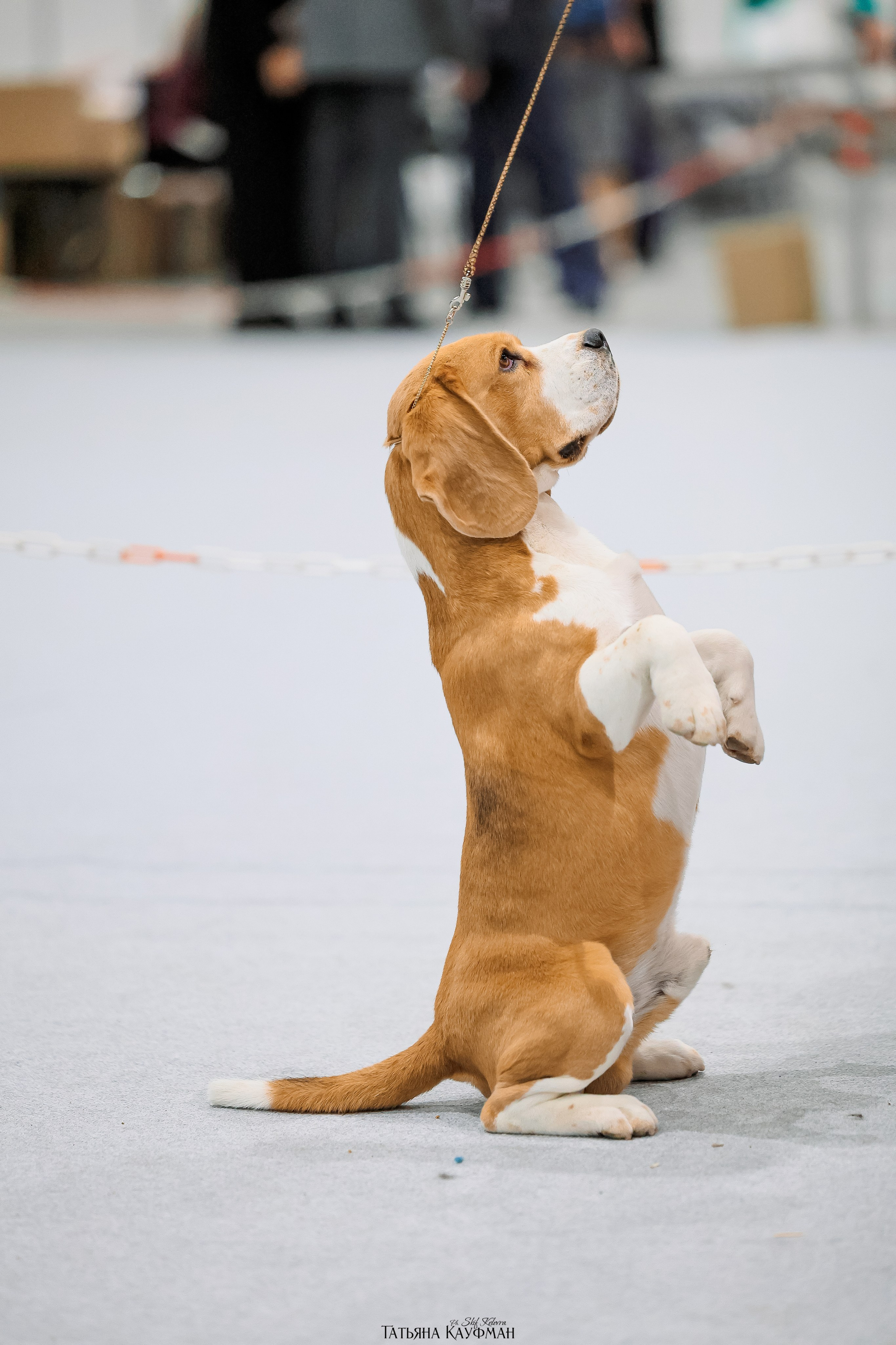 28-29.03.2026 Рейтинговая выставка в Новосибирске. Фотограф Анималист из Новосибирска Татьяна Кауфман
