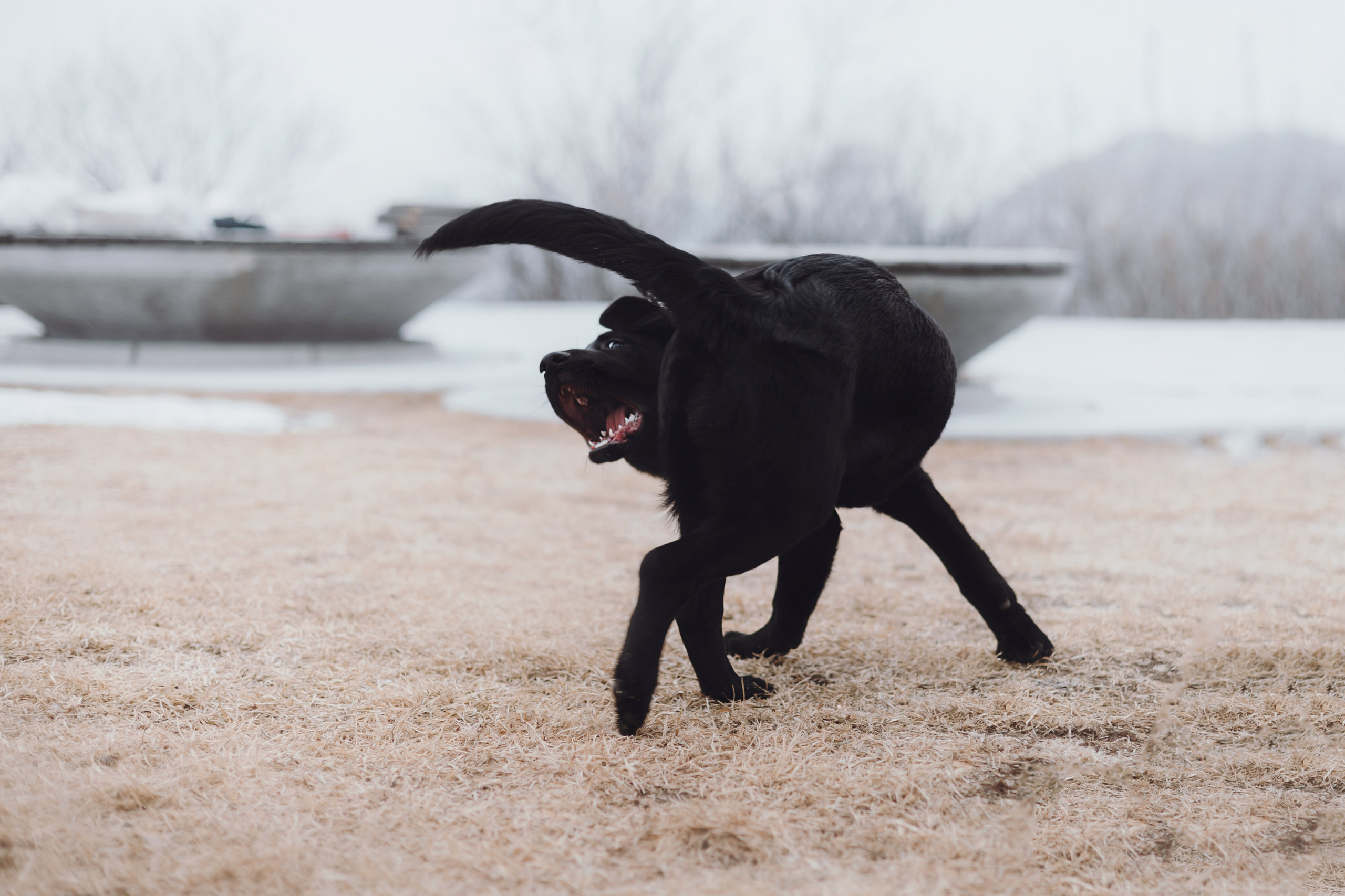 Ксения и Юта. Фотограф — анималист Владивосток, Алина