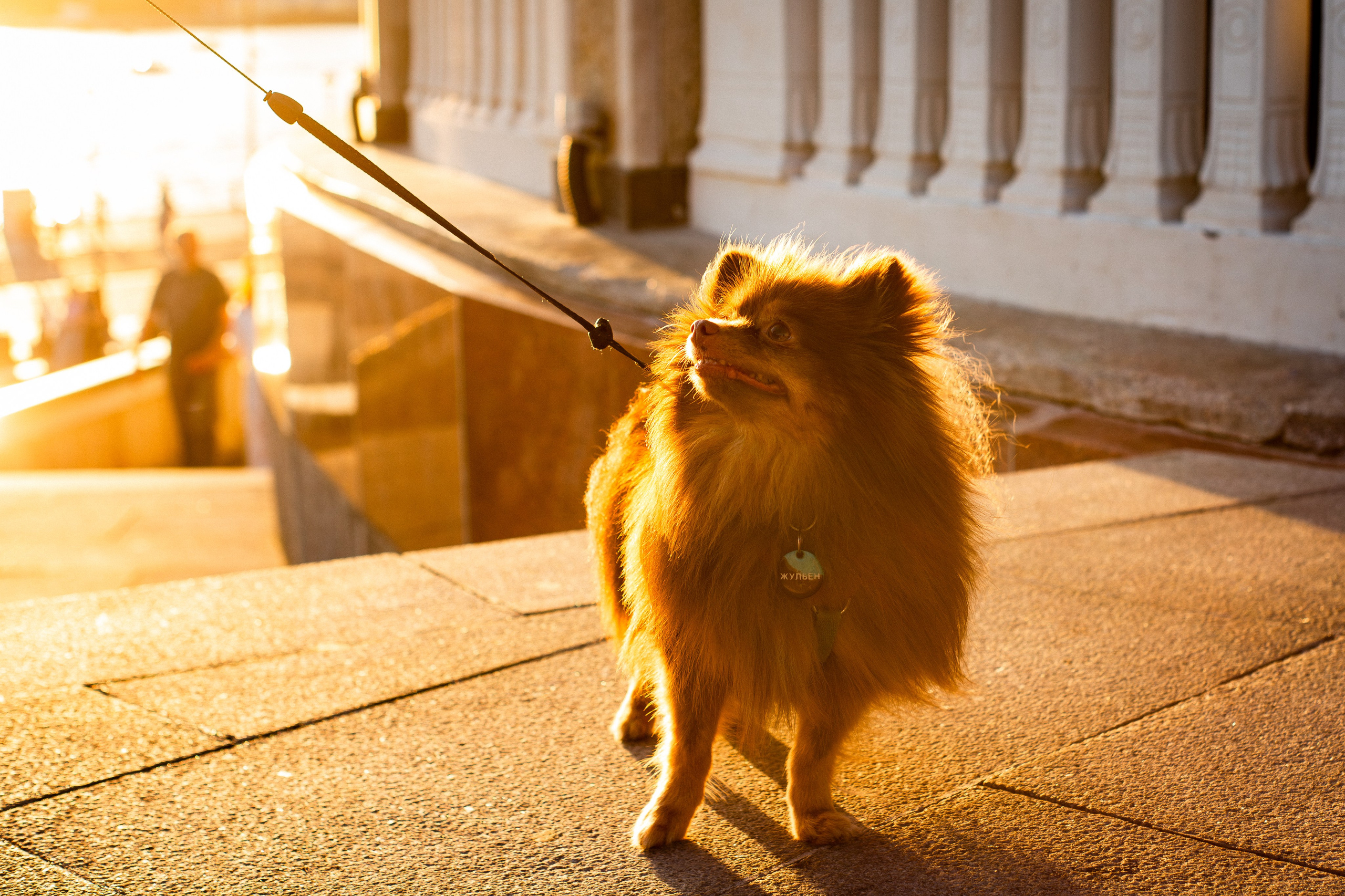 Настя и Жульен. Фотограф-анималист Мария Баркевич | Москва