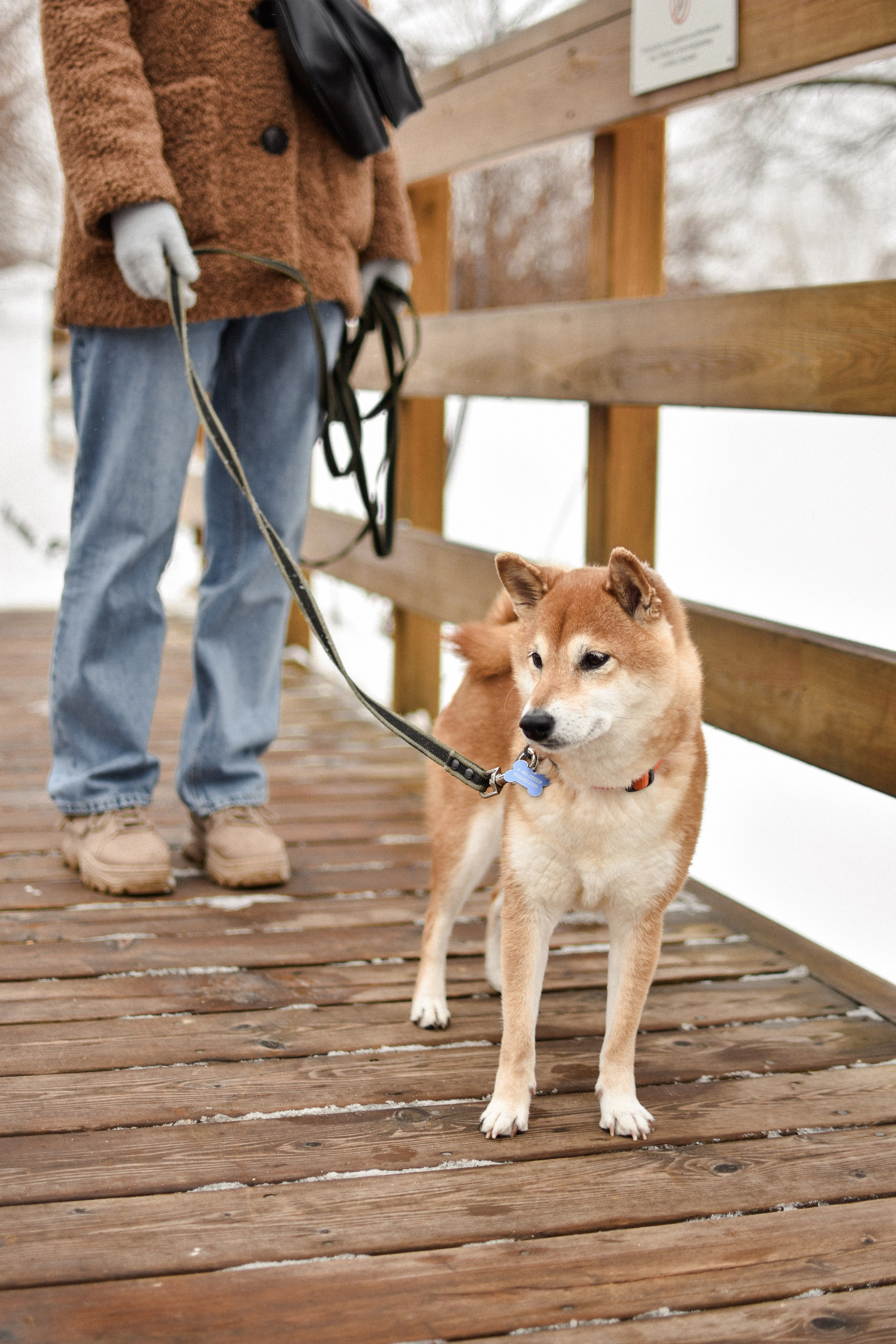 Ханна и Даша. Фотограф-анималист Ксения Шевцова|Москва