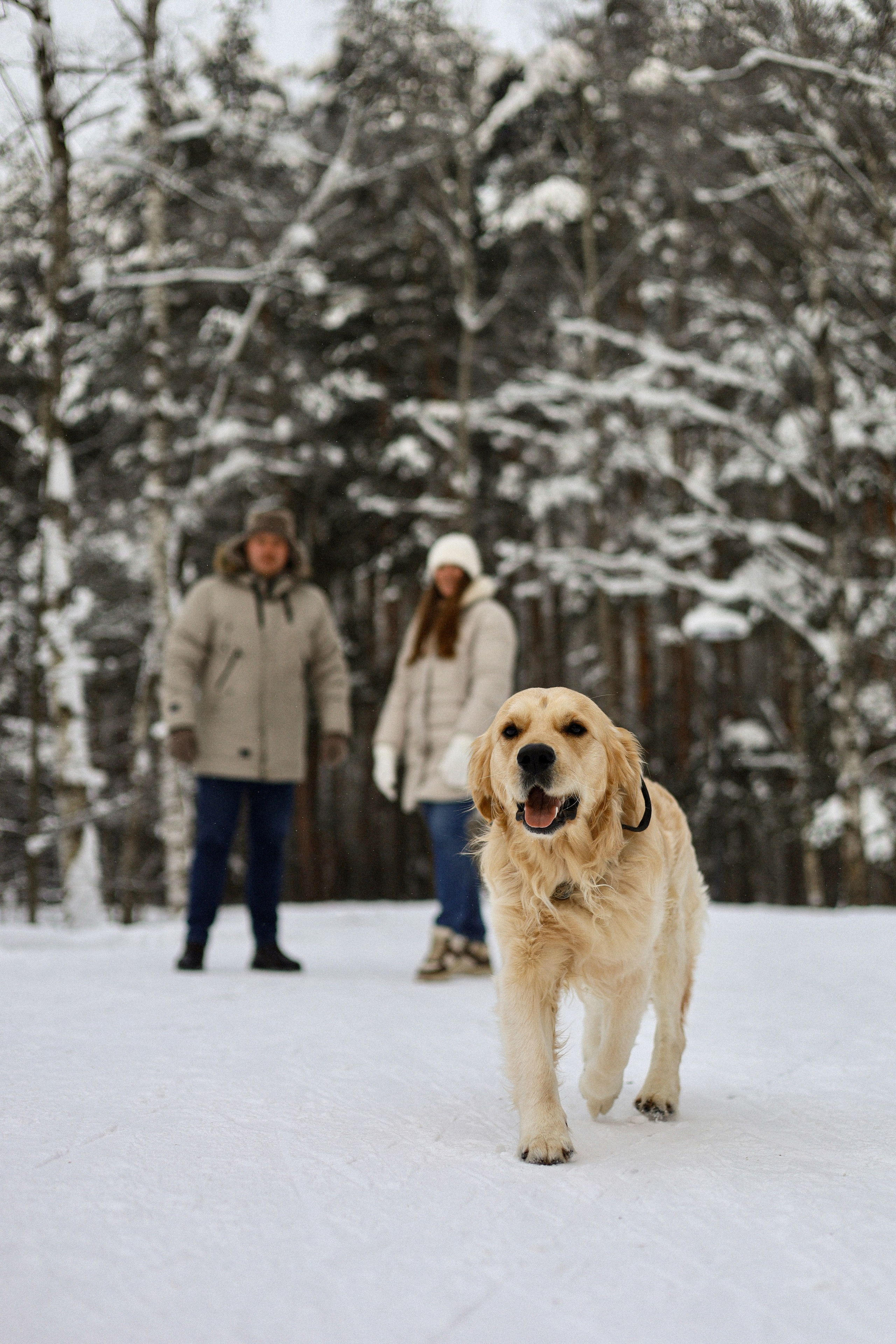 Стивен, Лена и Миша. Фотограф-анималист Ксения Шевцова|Москва