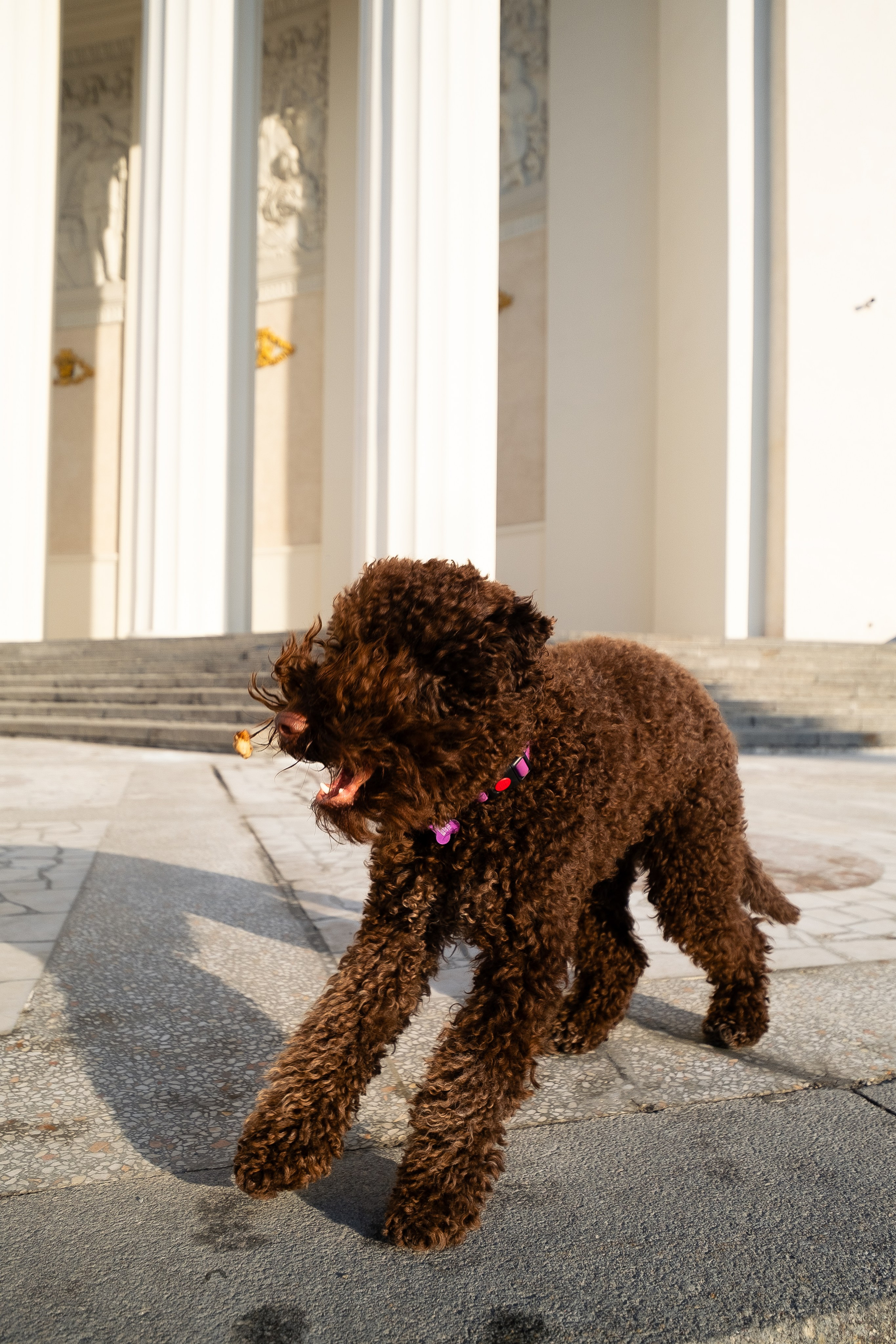 Тьеринна и Миша. Фотограф и видеограф анималист Аганина Дарья