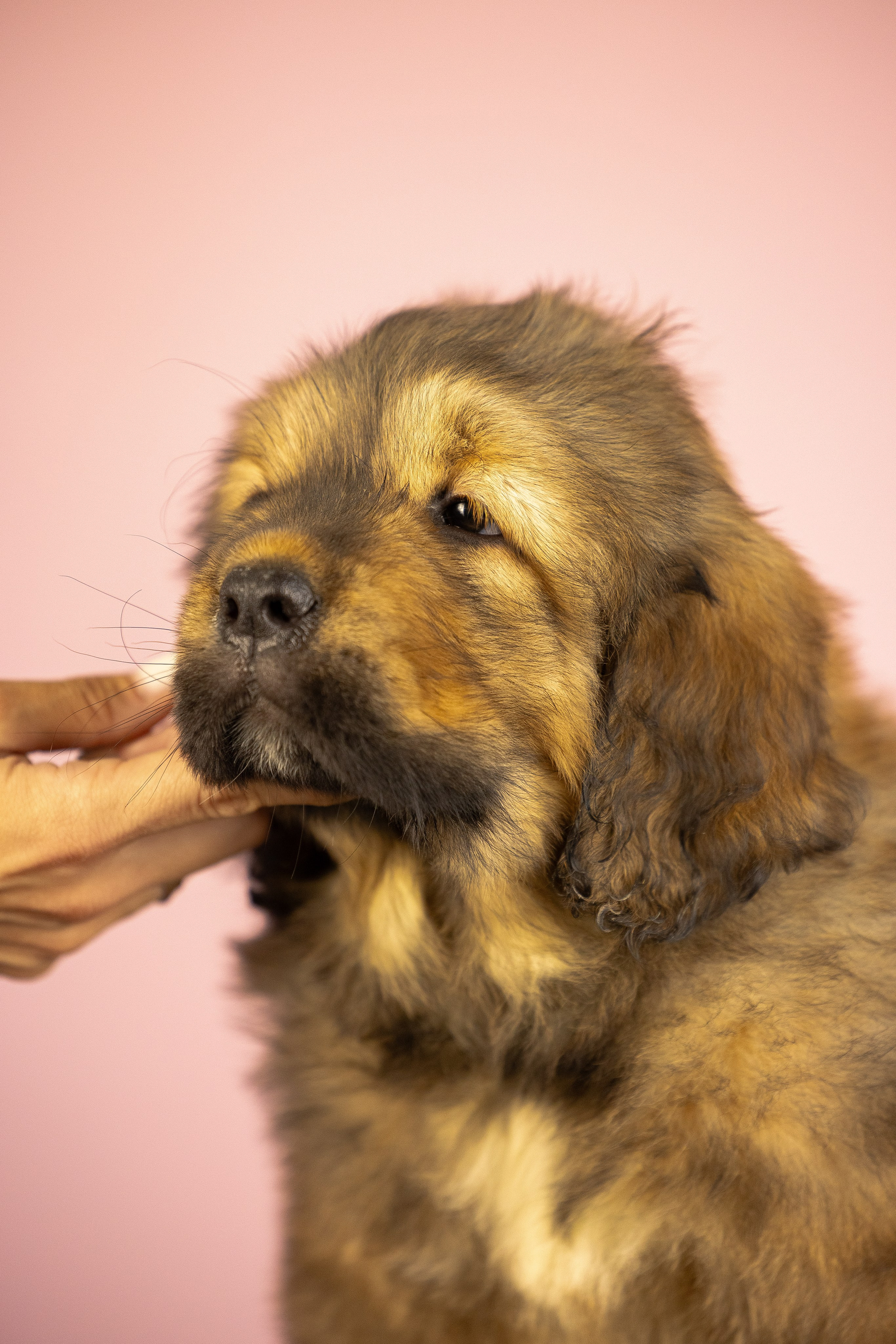 Тибетский мастиф. Фотограф и видеограф анималист Аганина Дарья