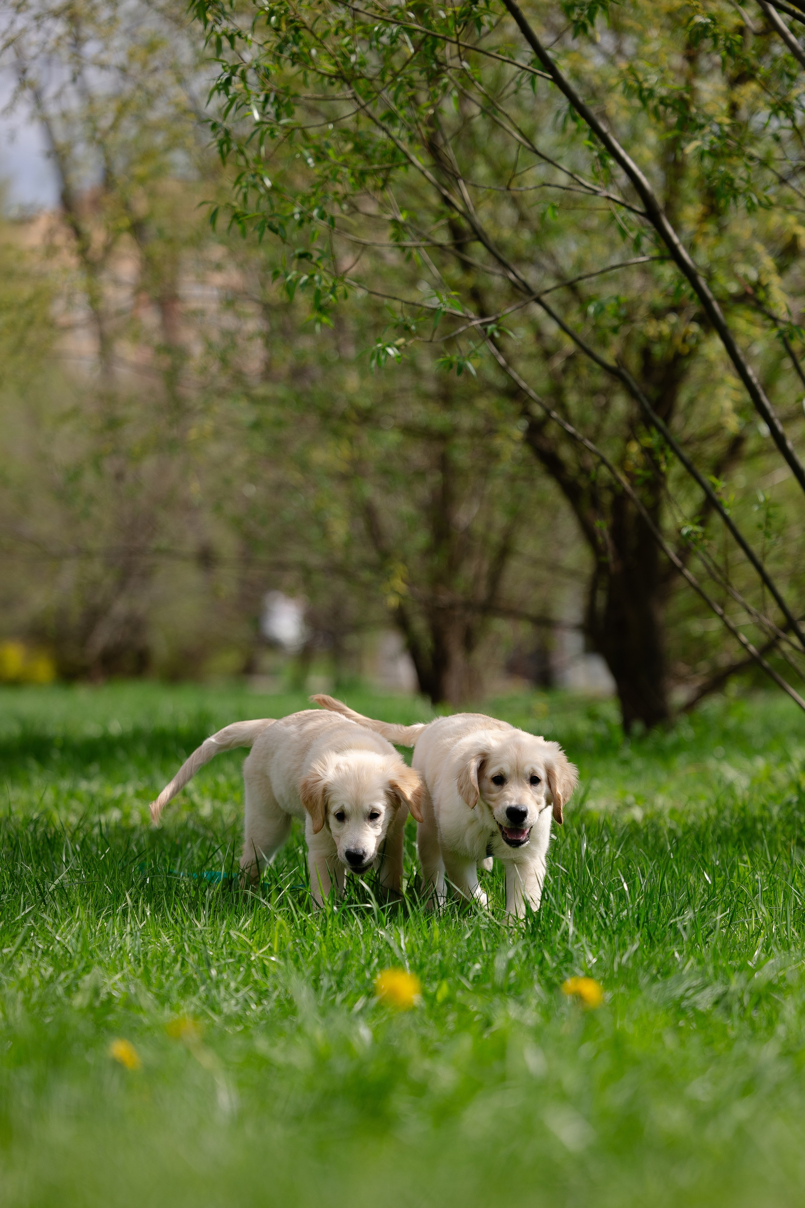 Голден ретривер. Фотограф и видеограф анималист Аганина Дарья