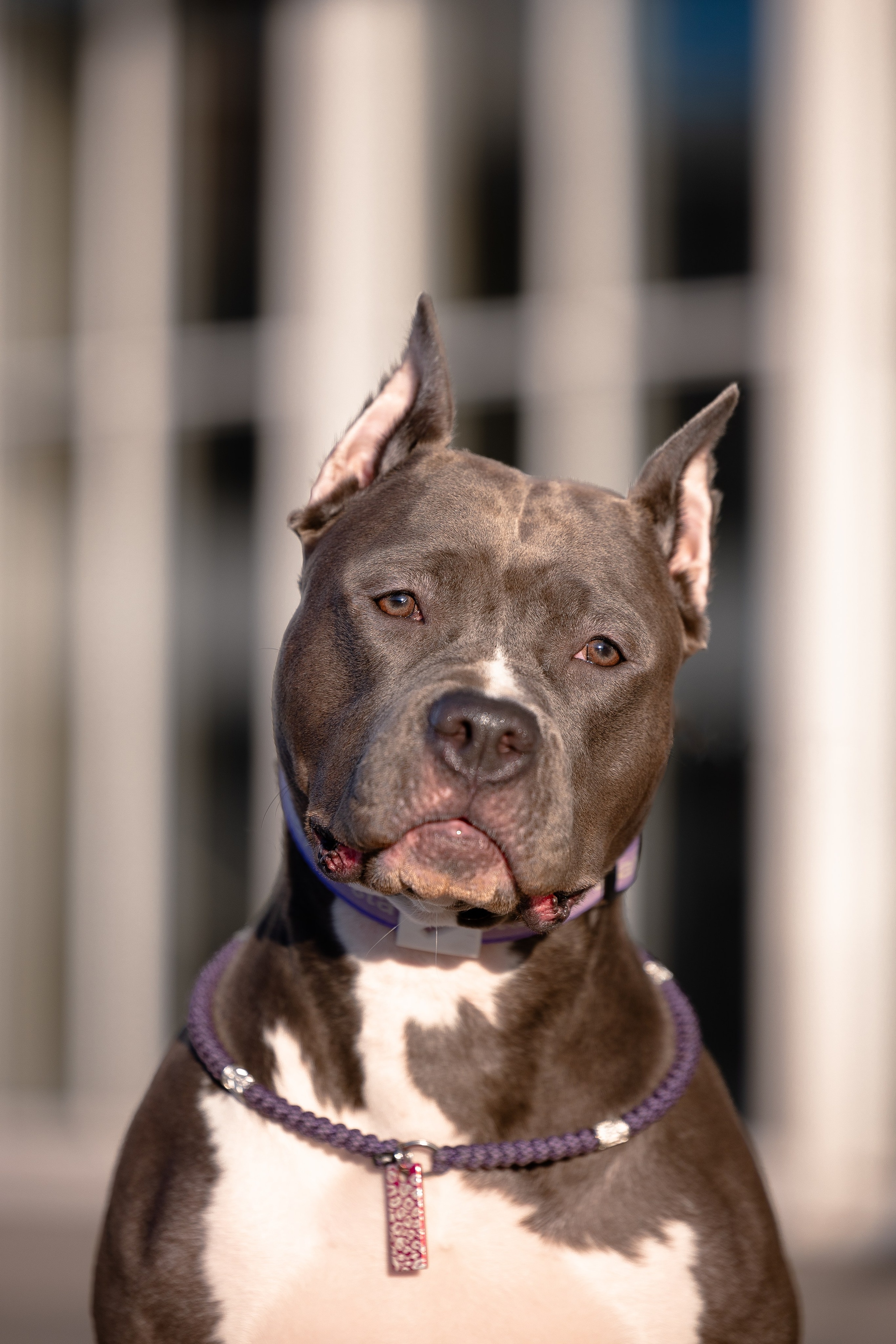 Катя, Леша, Трой и Лея. Фотограф и видеограф анималист Аганина Дарья