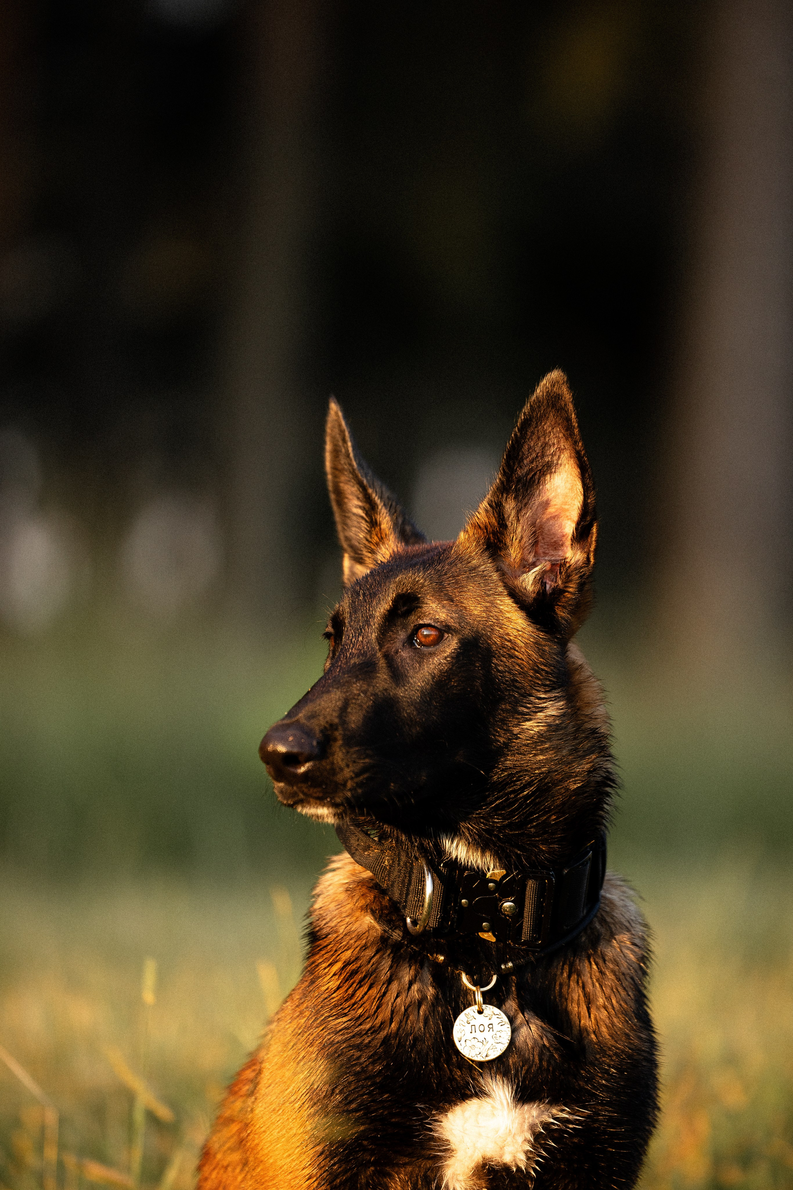 Галина и Лоя. Фотограф и видеограф анималист Аганина Дарья