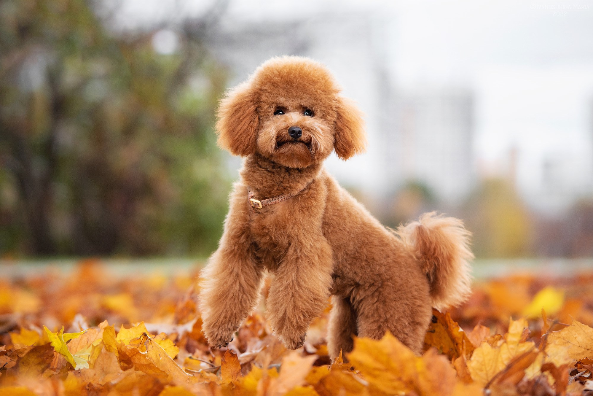 красный пудель