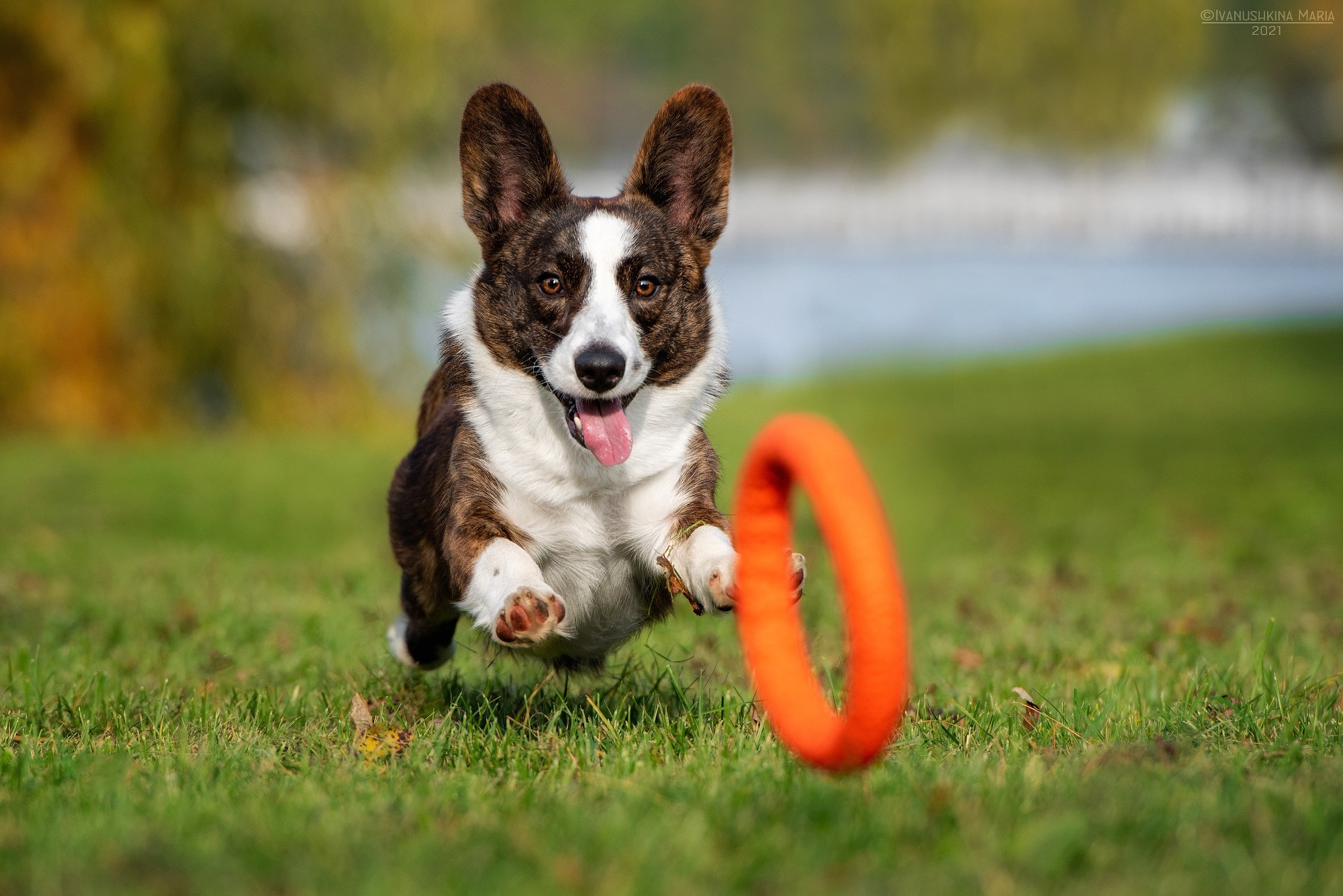Фотограф-анималист. Фотограф собак в Москве и Московской области Иванушкина Мария