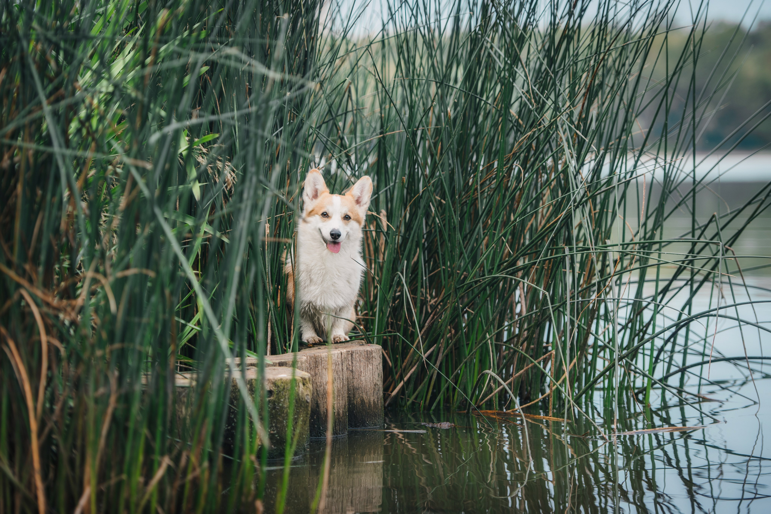 Фотограф-анималист. Фотограф собак в Москве и Московской области Иванушкина Мария