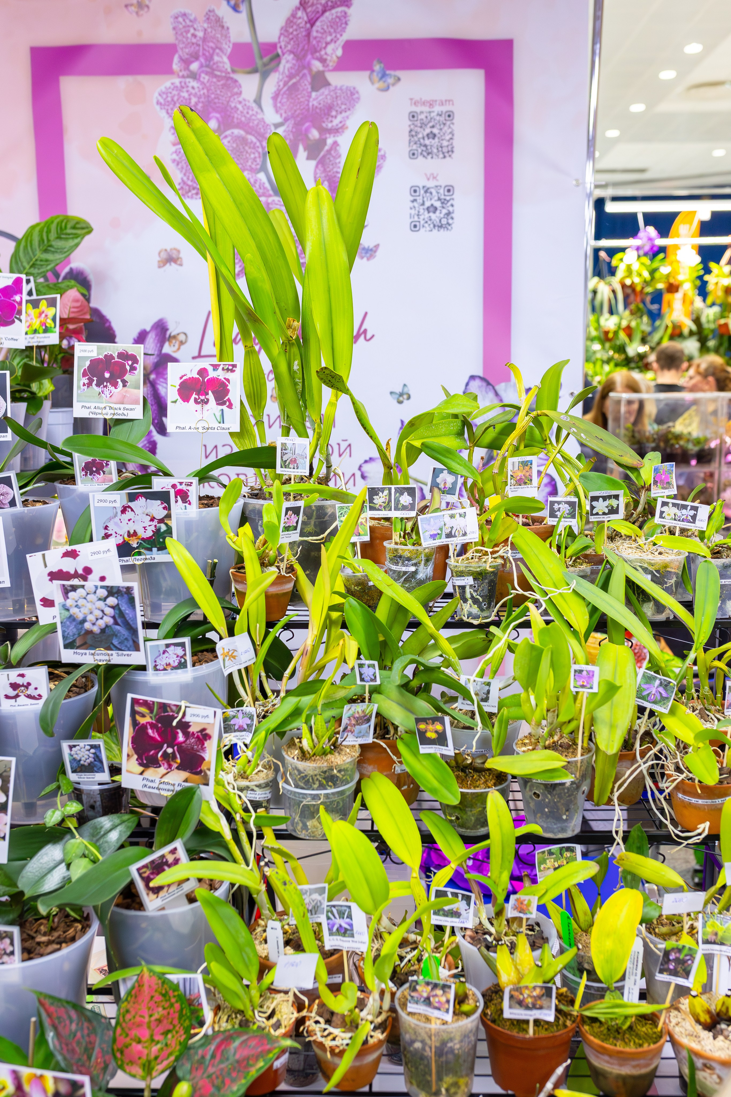 Орхидиум сентябрь 2025. Александра Куликова фотограф, Москва