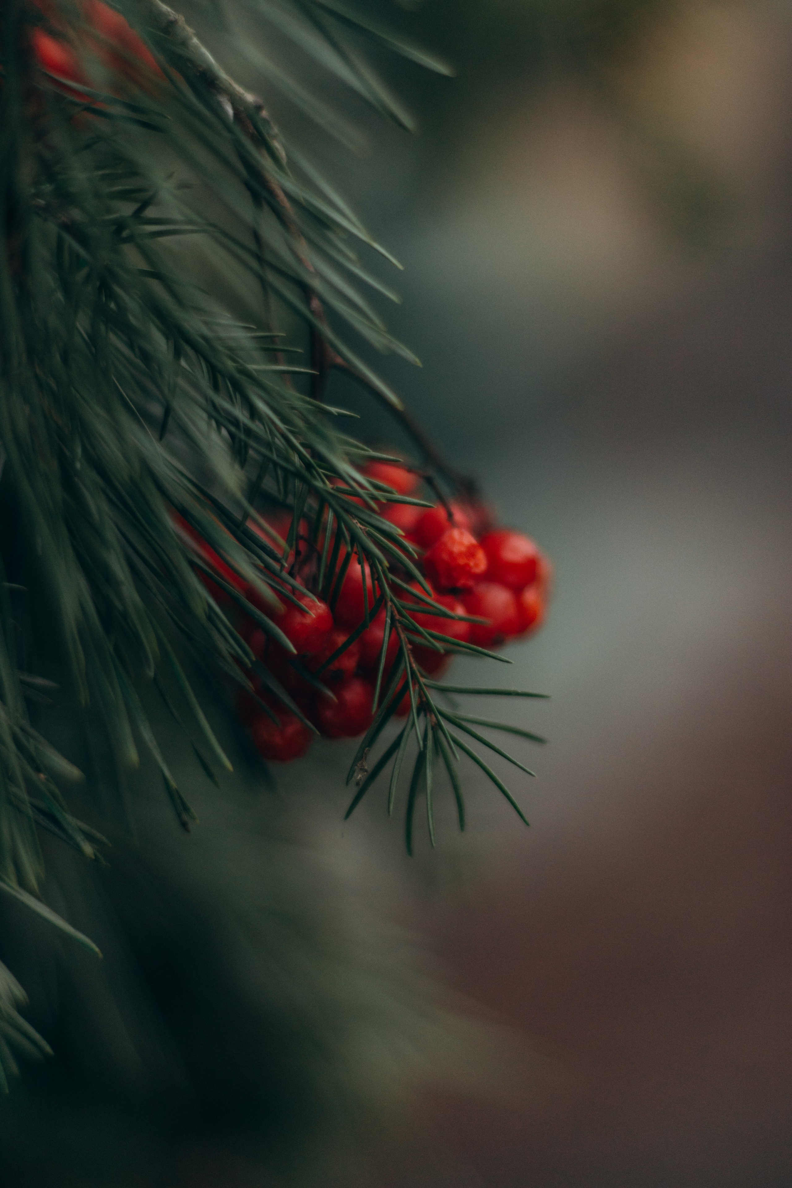 Нежно. Юля и Денис. Семейный и детский фотограф в Санкт-Петербурге — Лаврова Ольга