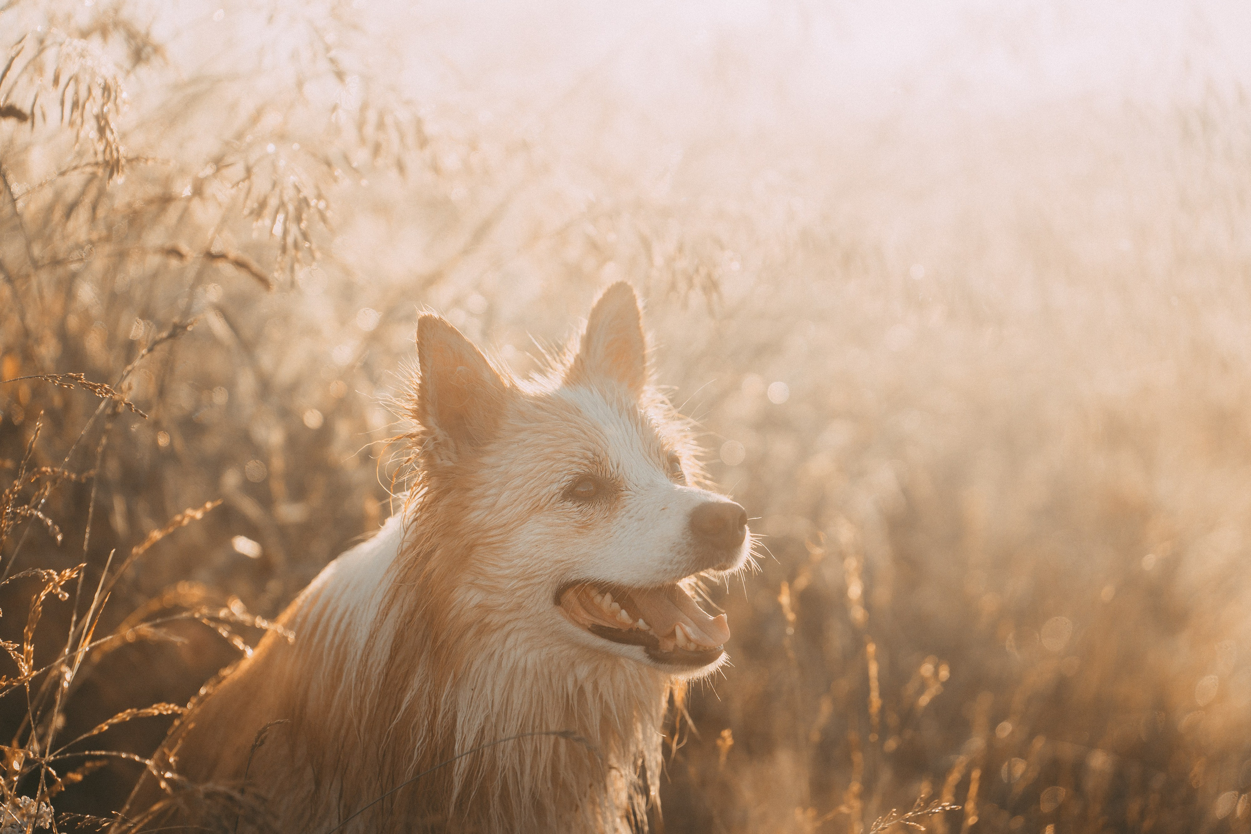 Рина и Марси. Фотограф анималист в Москве и Санкт-Петербурге Свиридова Анна