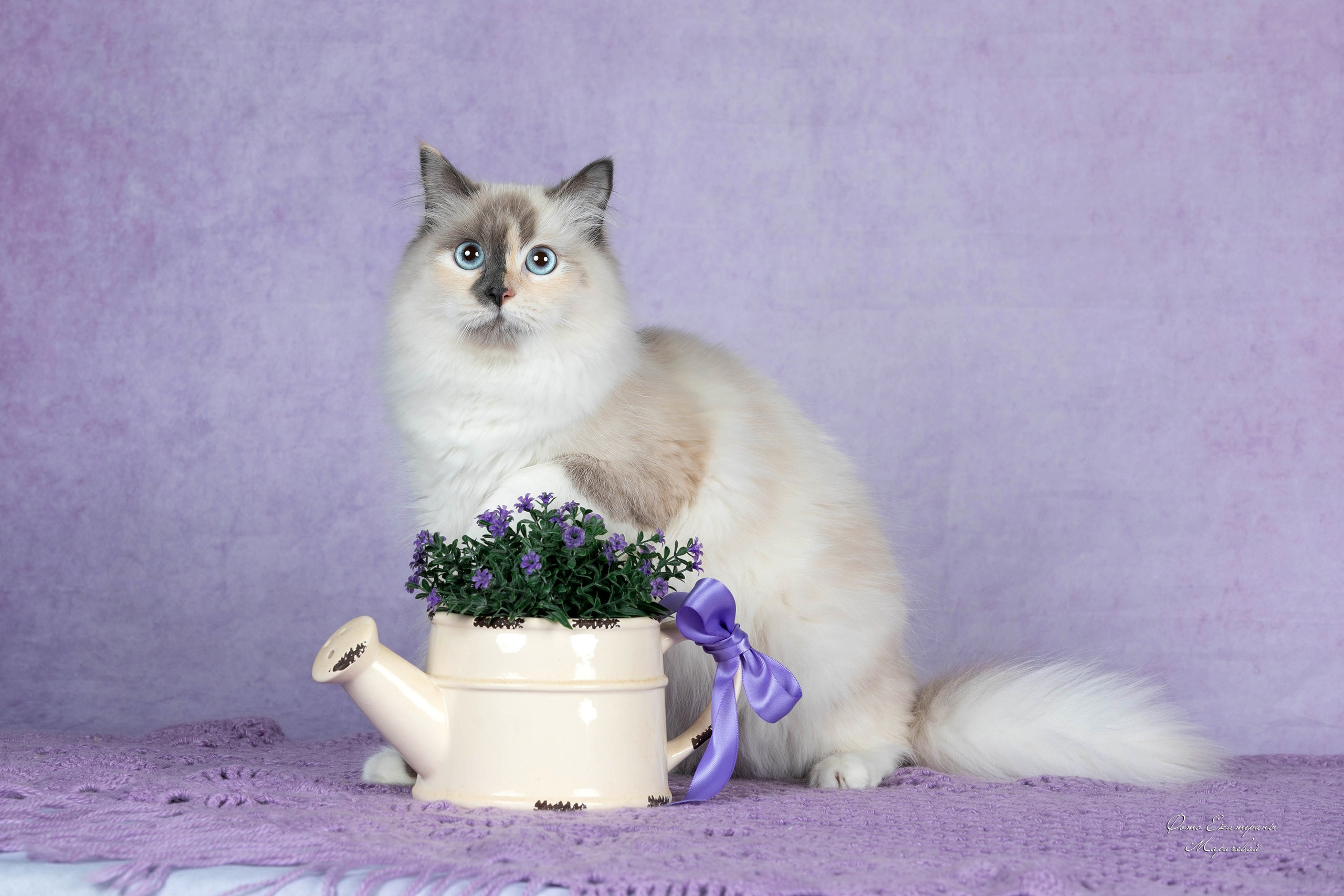 Стендовая съёмка на выставках кошек. Фотограф-анималист в Омске Екатерина Маричева